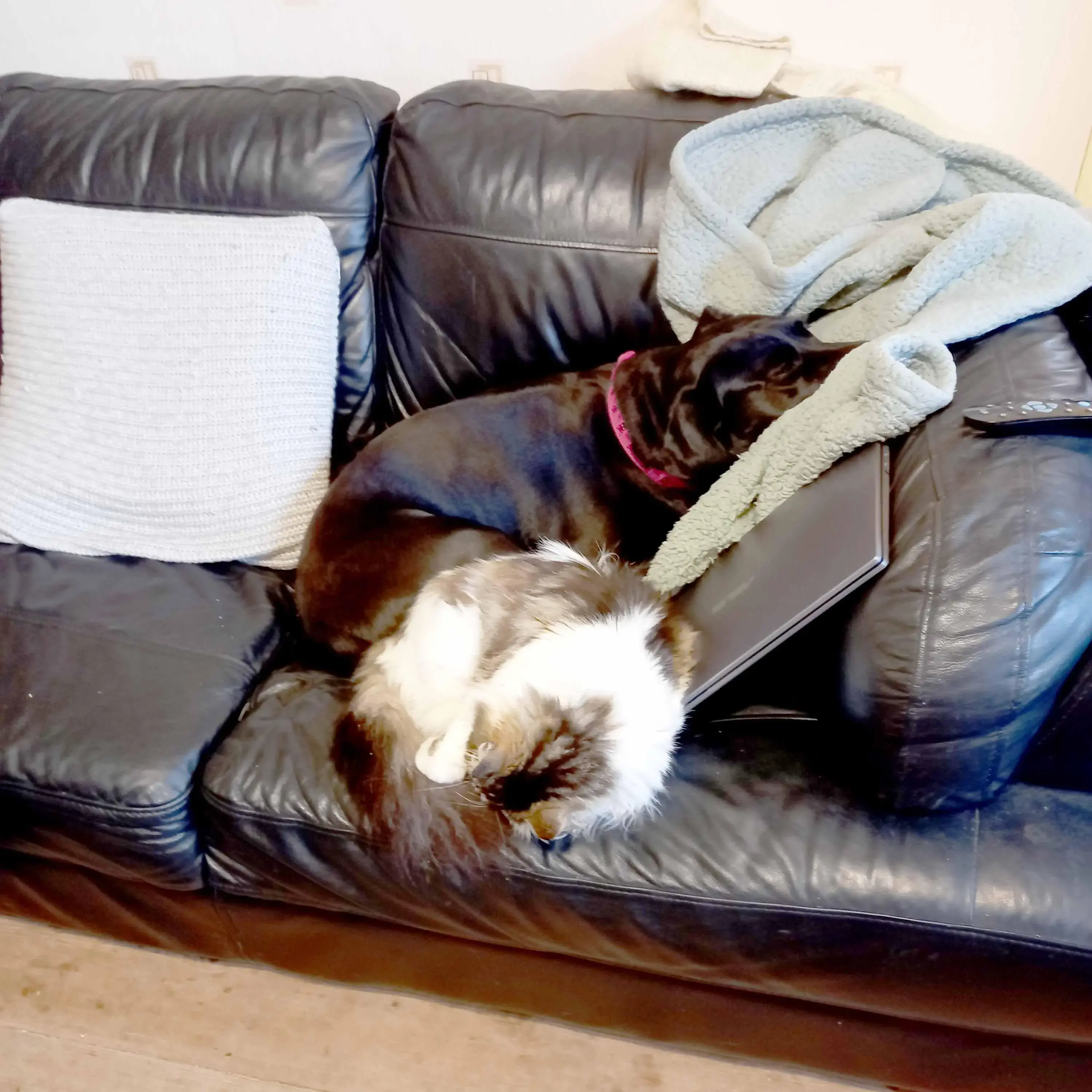 Staffordshire Bull Terrier 