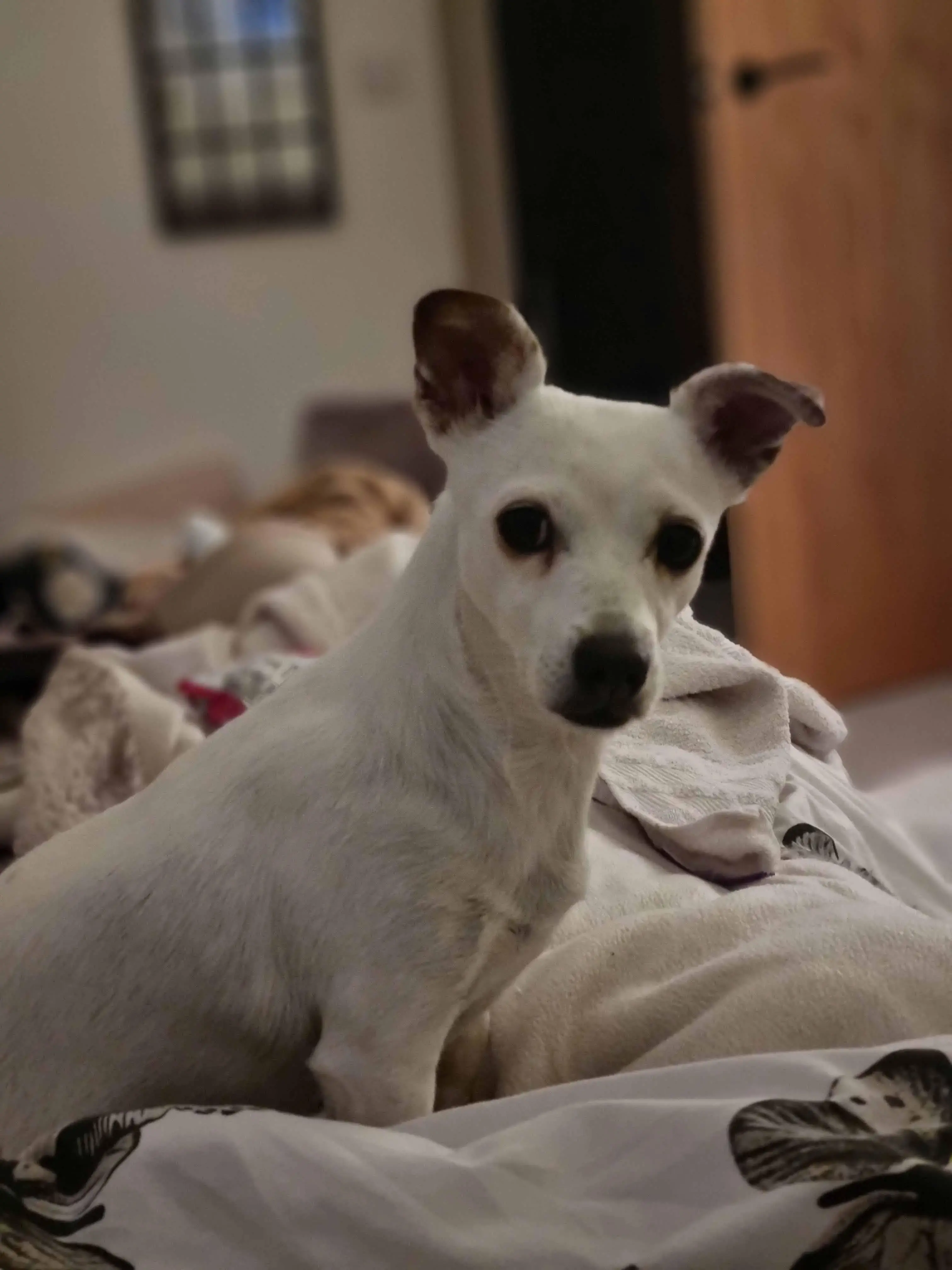 Jack Russell Terrier
