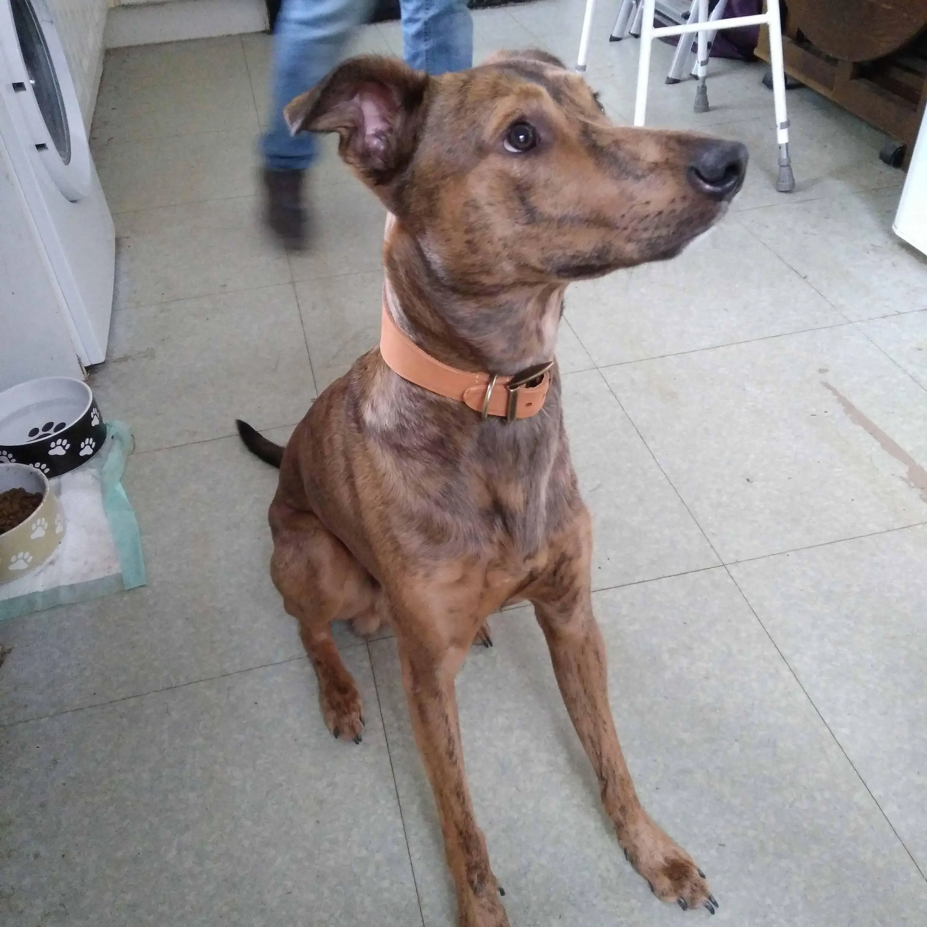 Lurcher