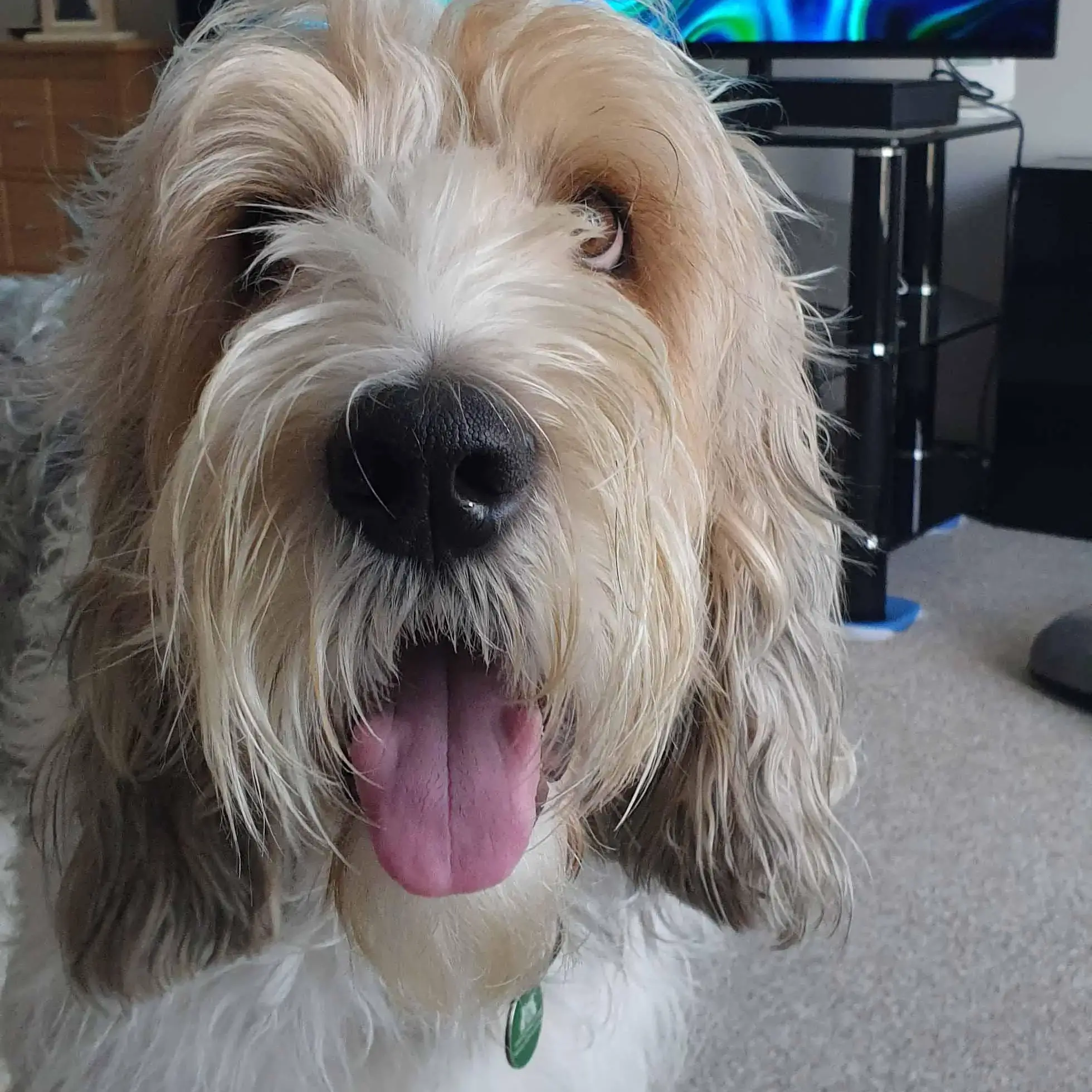 Basset Griffon Vendeen (Grand)