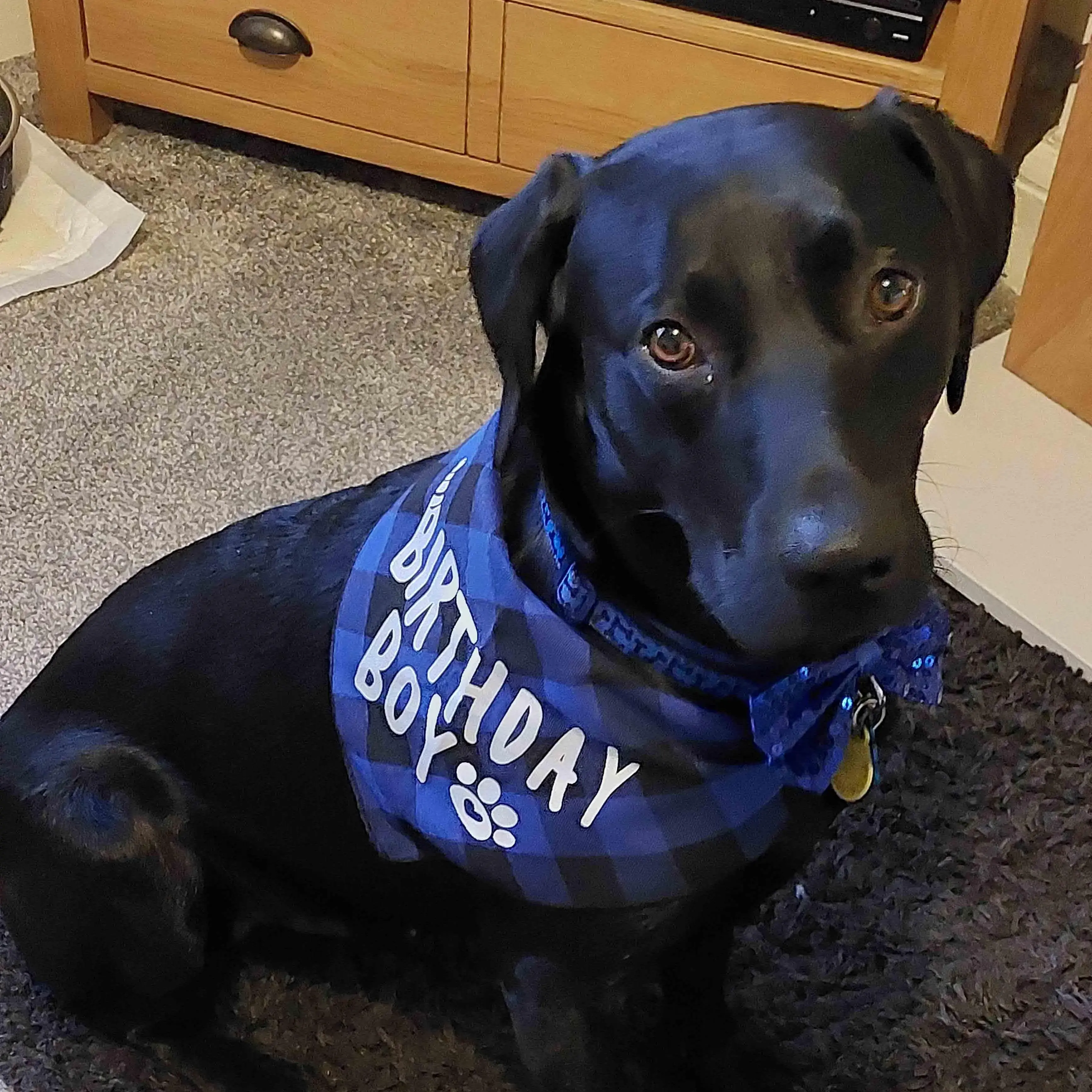 Labrador Retriever