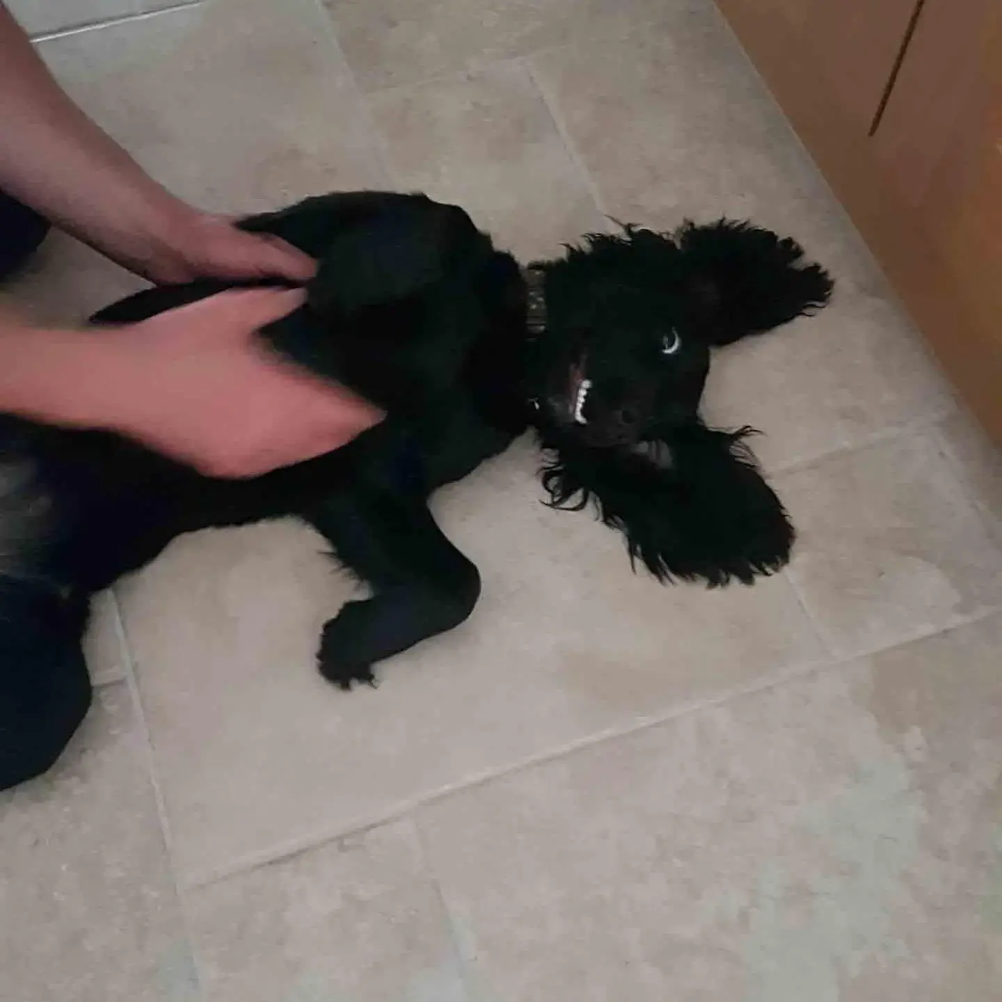 Cocker Spaniel (English)