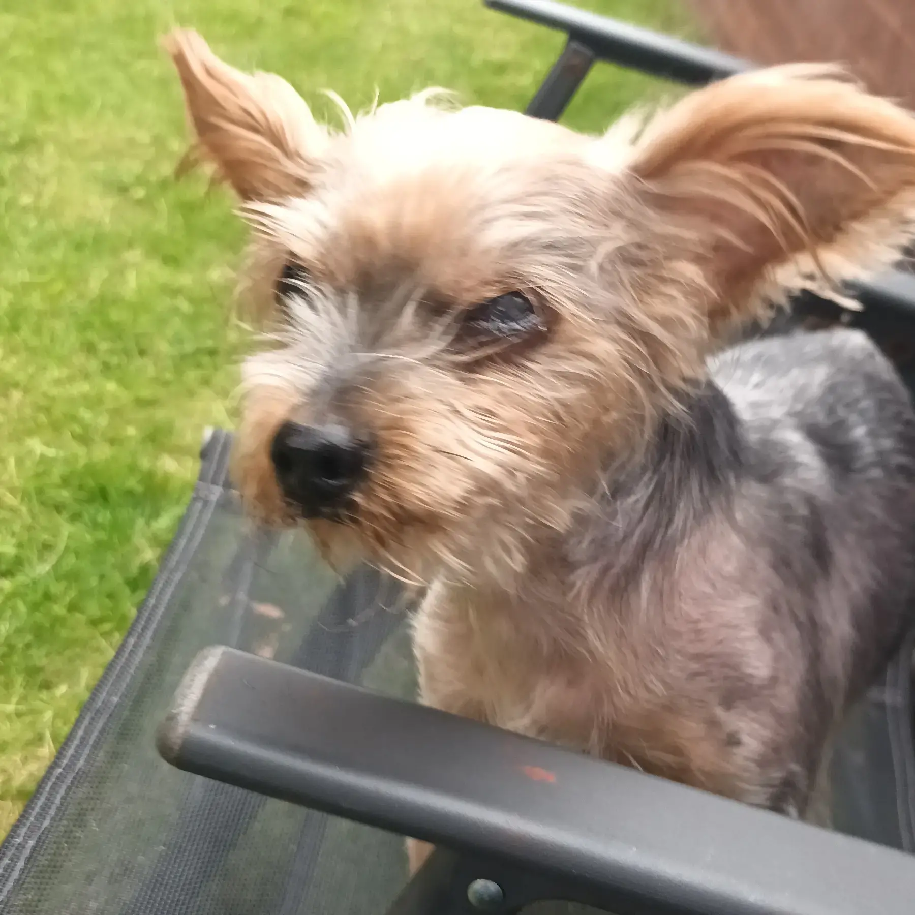 Yorkshire Terrier