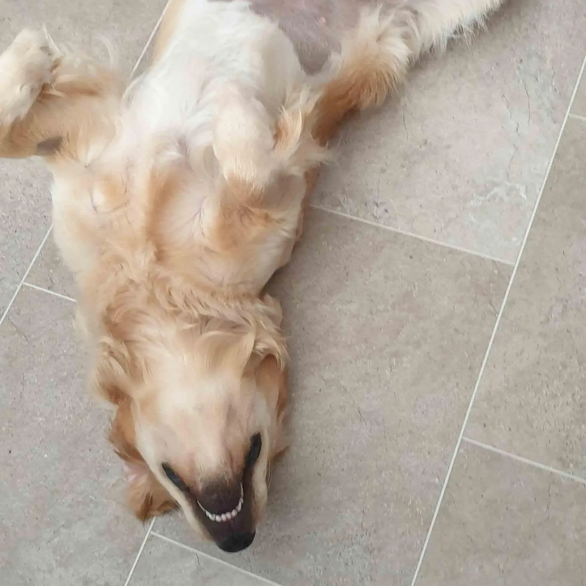 Golden Retriever