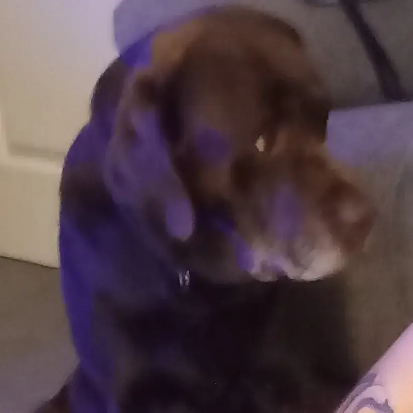 Labrador Retriever