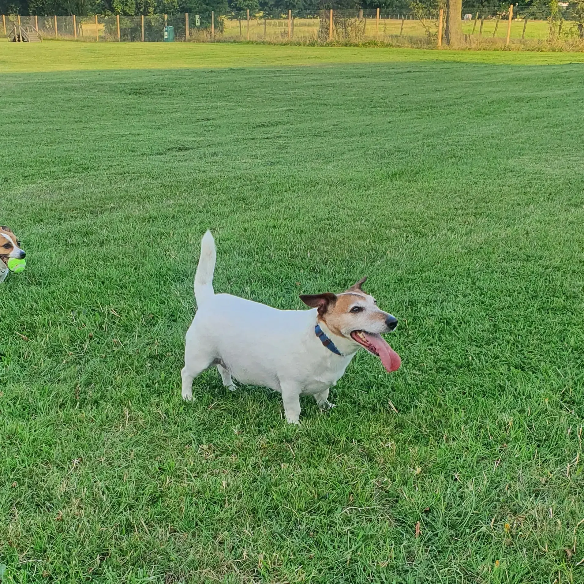Jack Russell Terrier