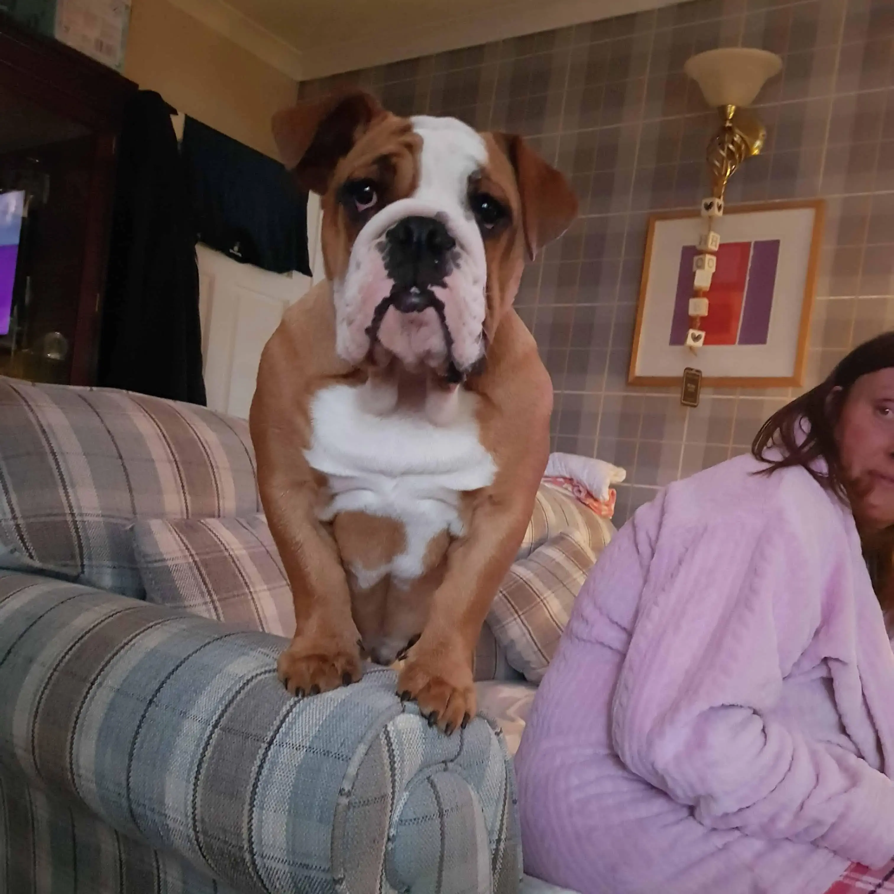 Bulldog