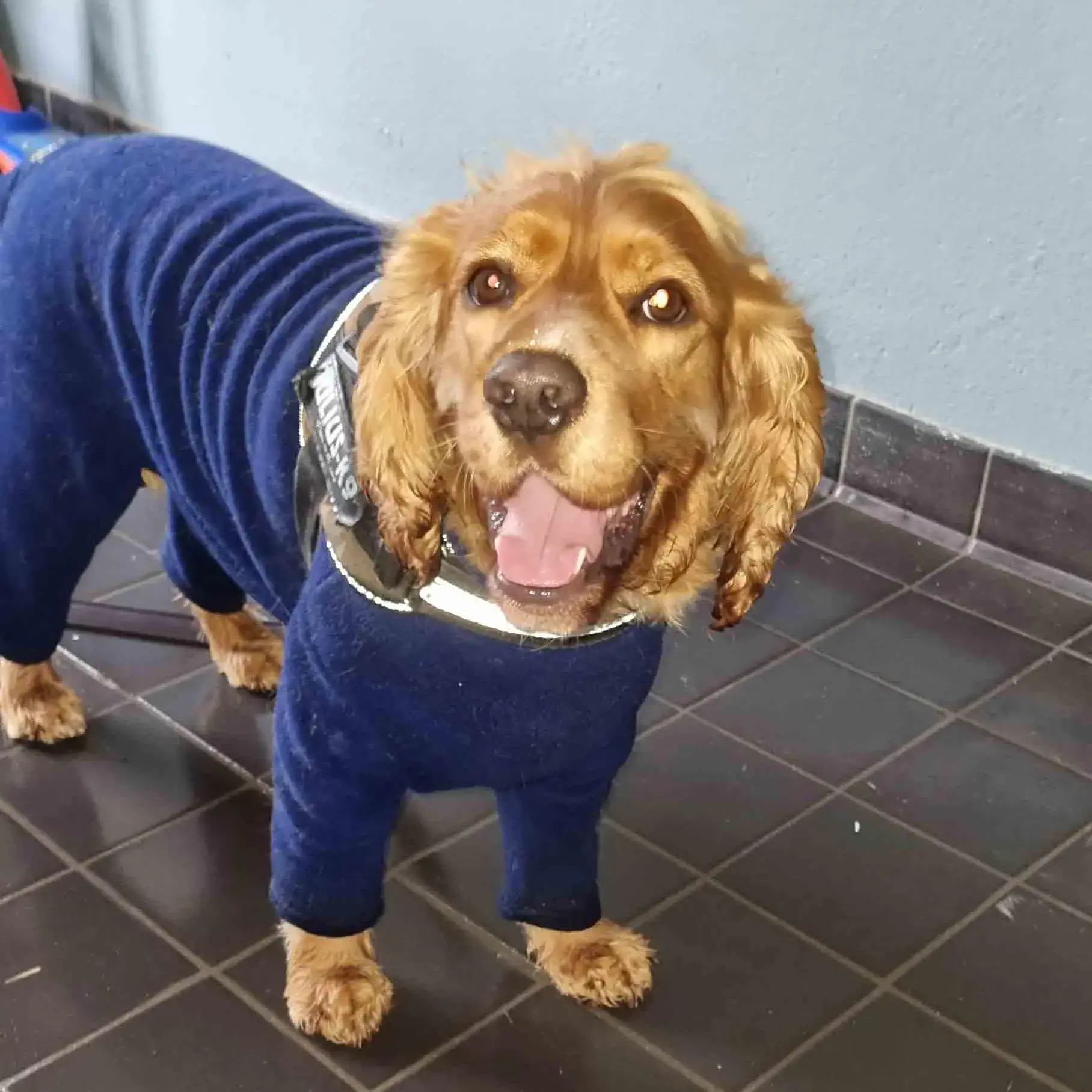 Cocker Spaniel (English)