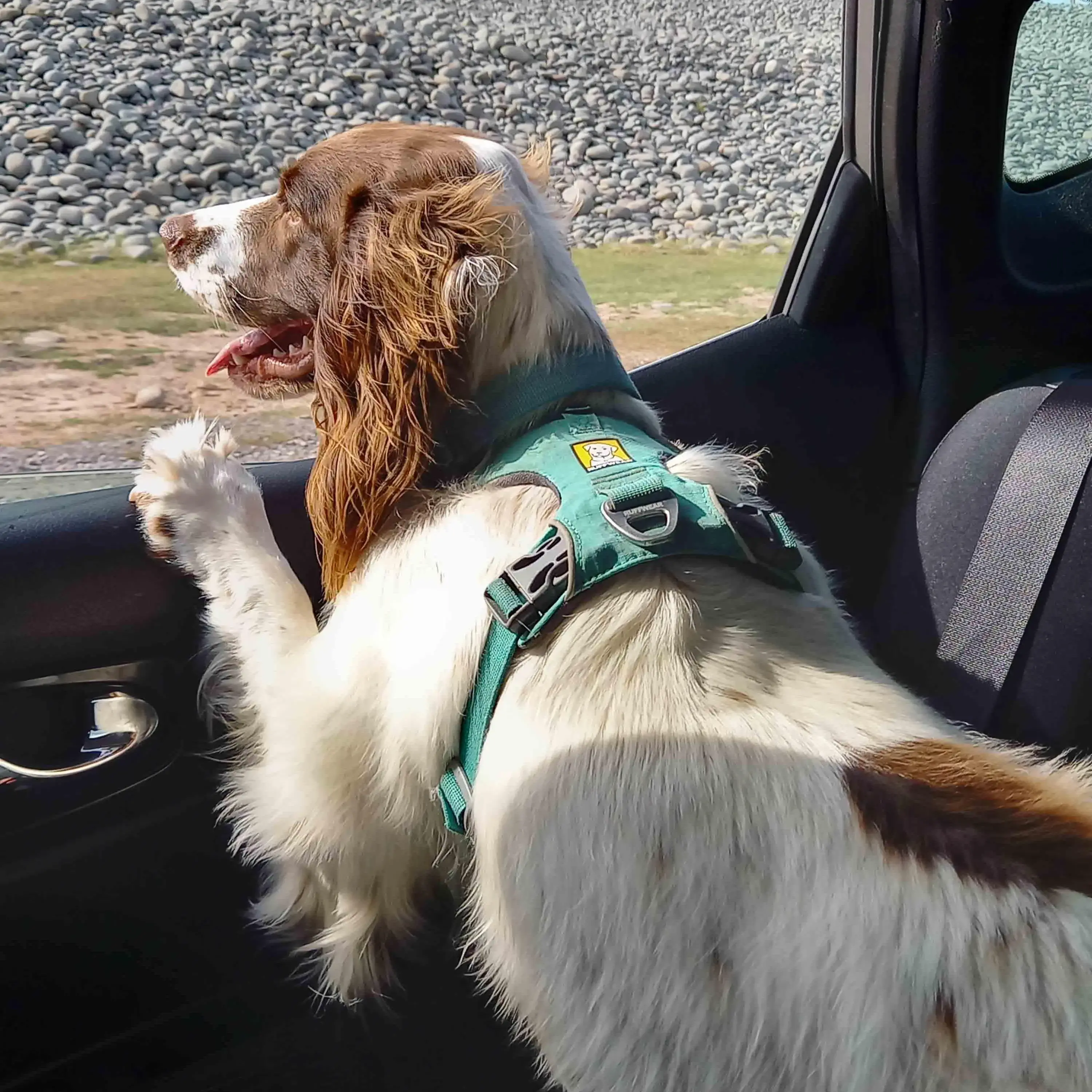 English Springer Spaniel