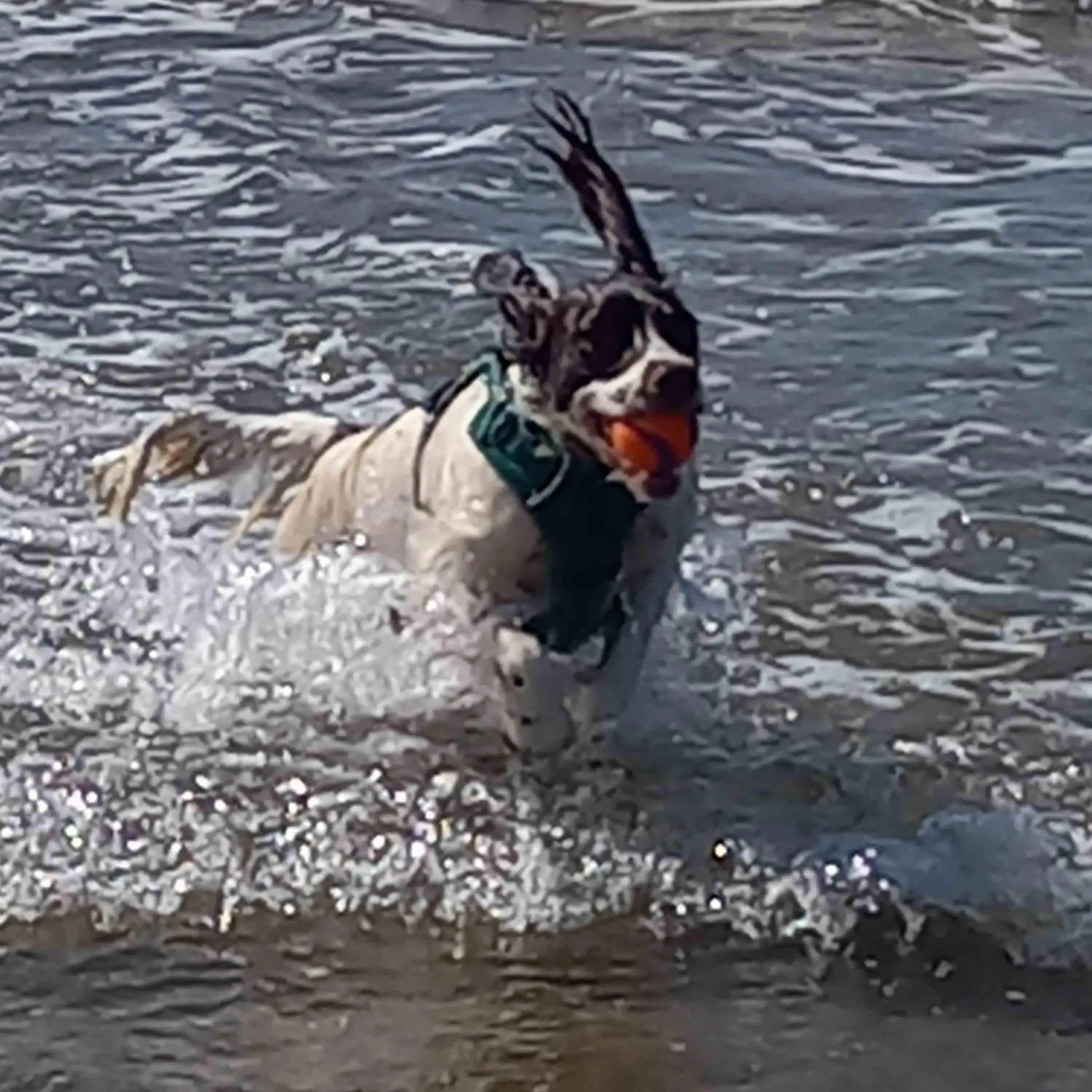 English Springer Spaniel