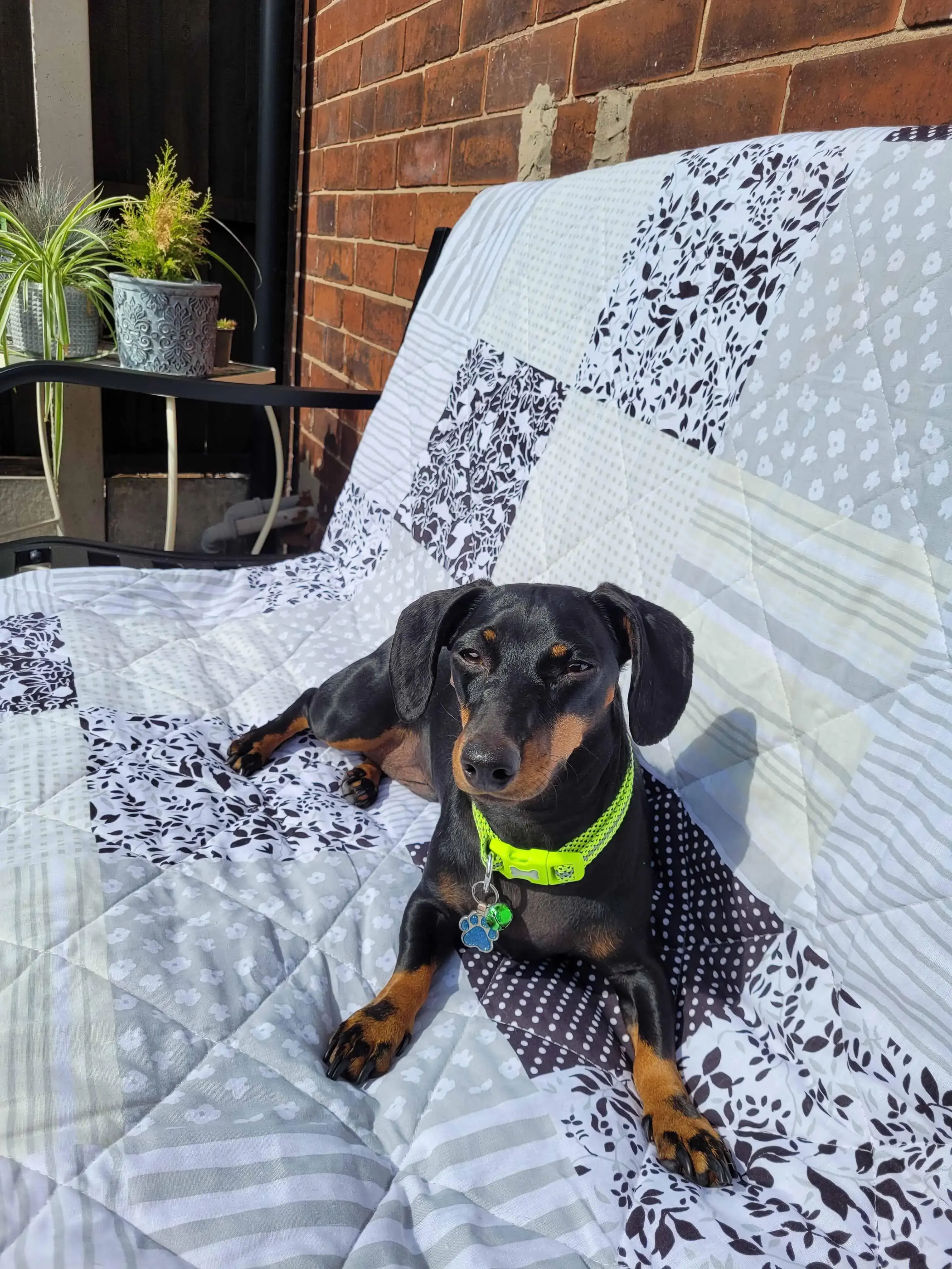 Dachshund (Miniature Smooth-Haired)