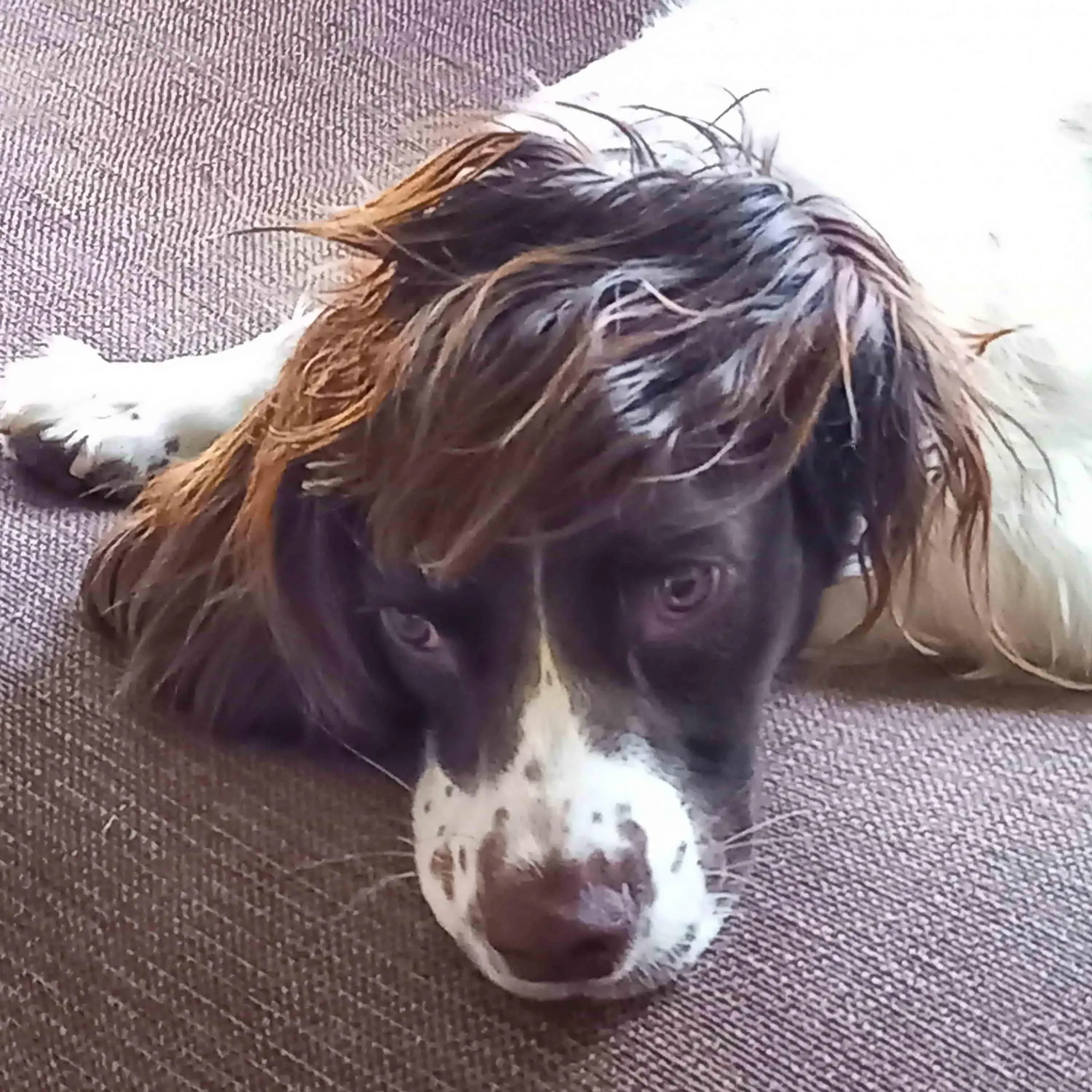 English Springer Spaniel