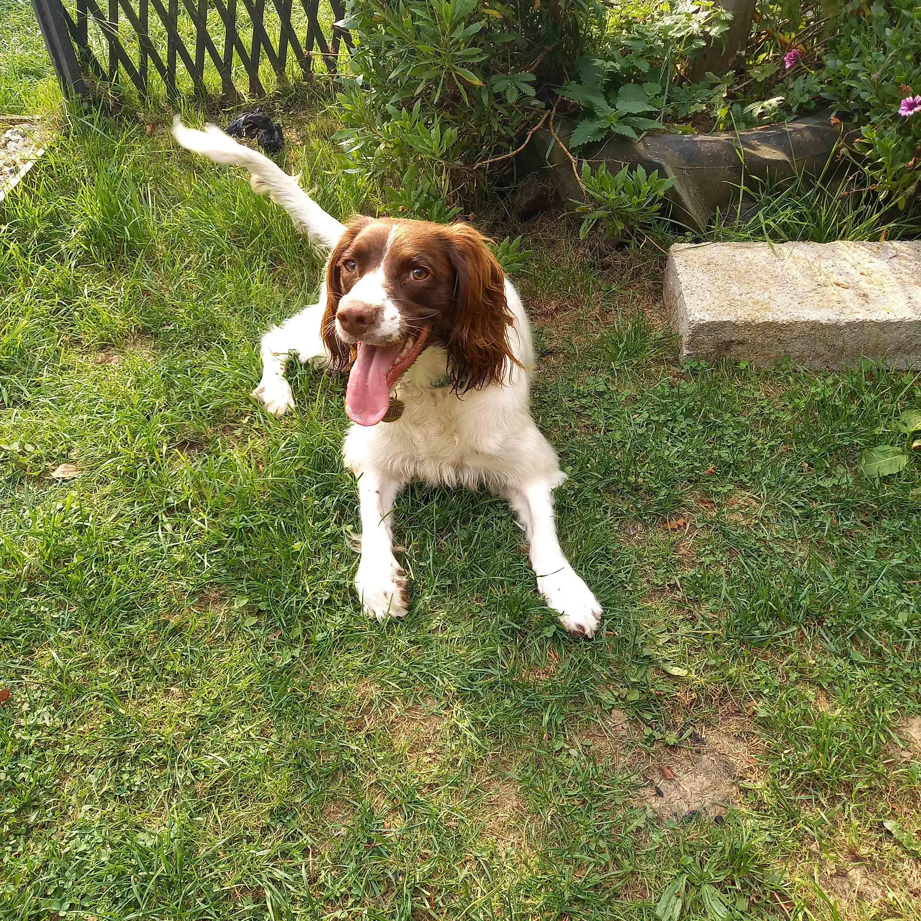 English Springer Spaniel