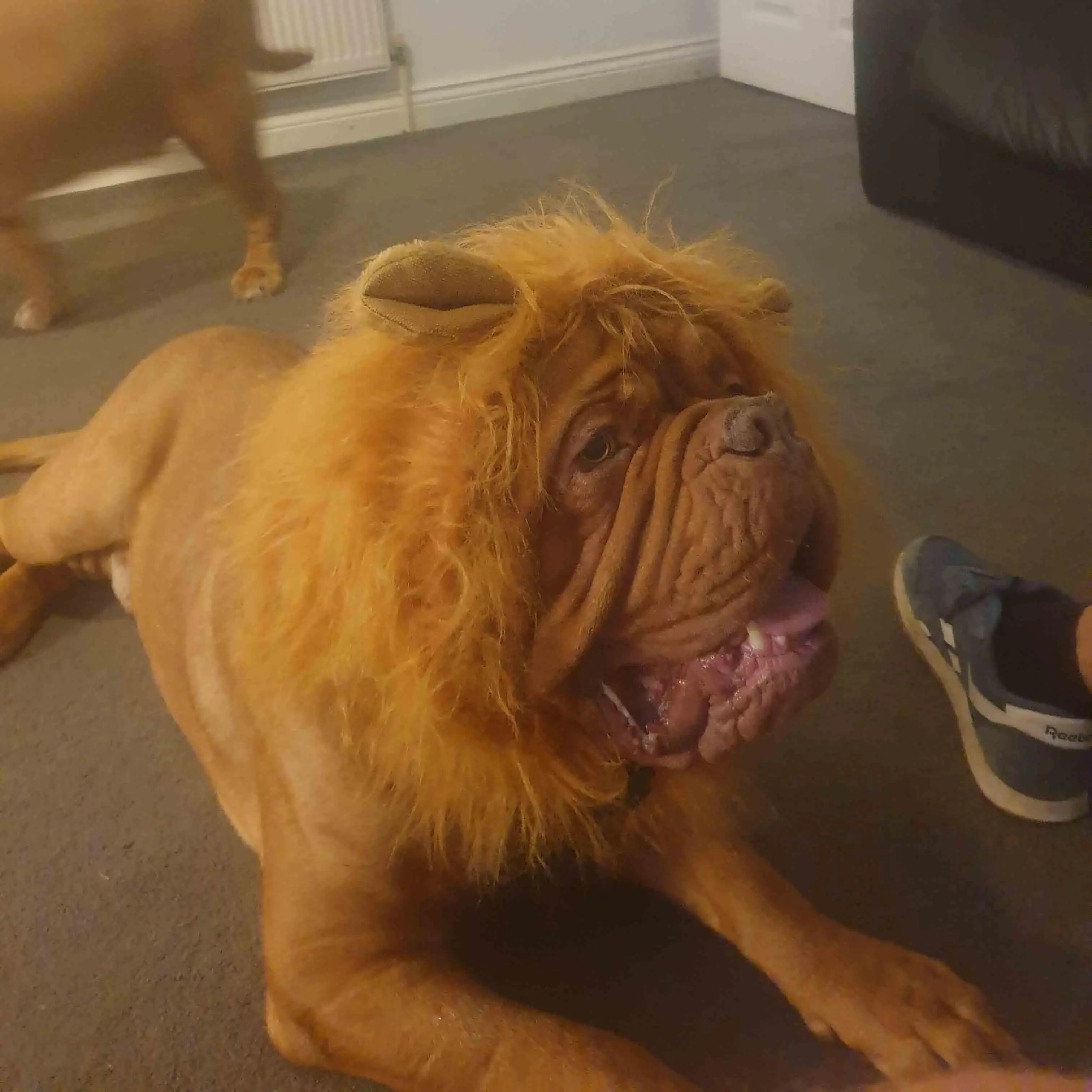 Dogue de Bordeaux