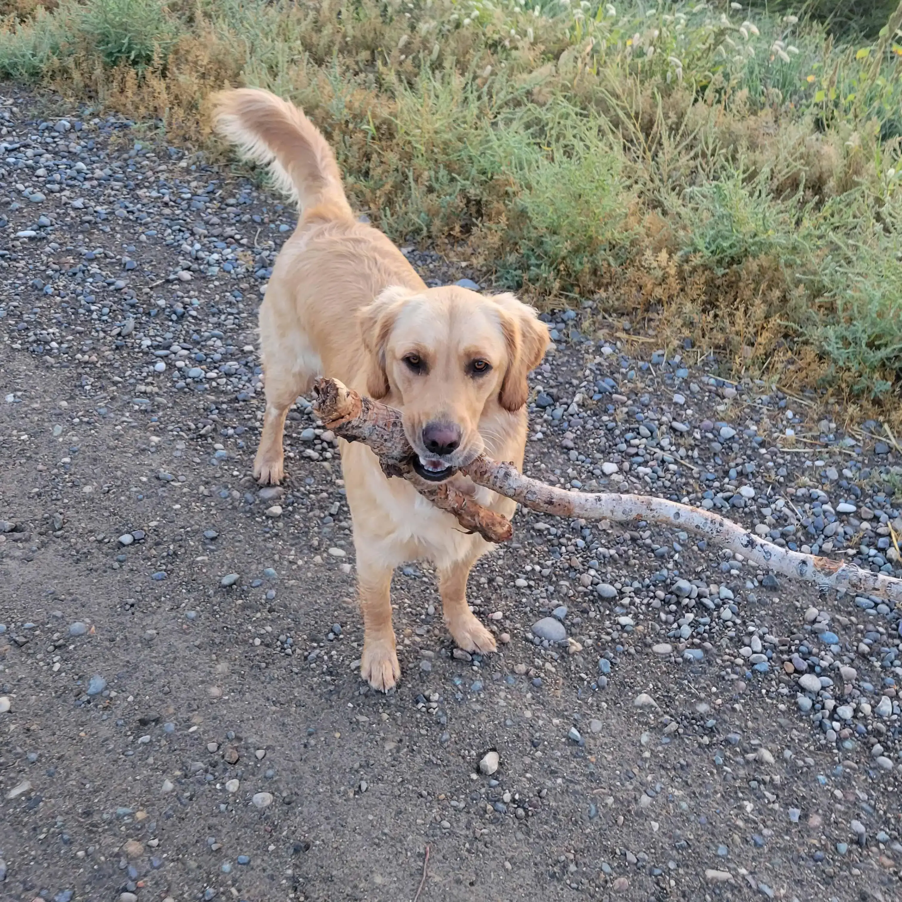 Golden Retriever