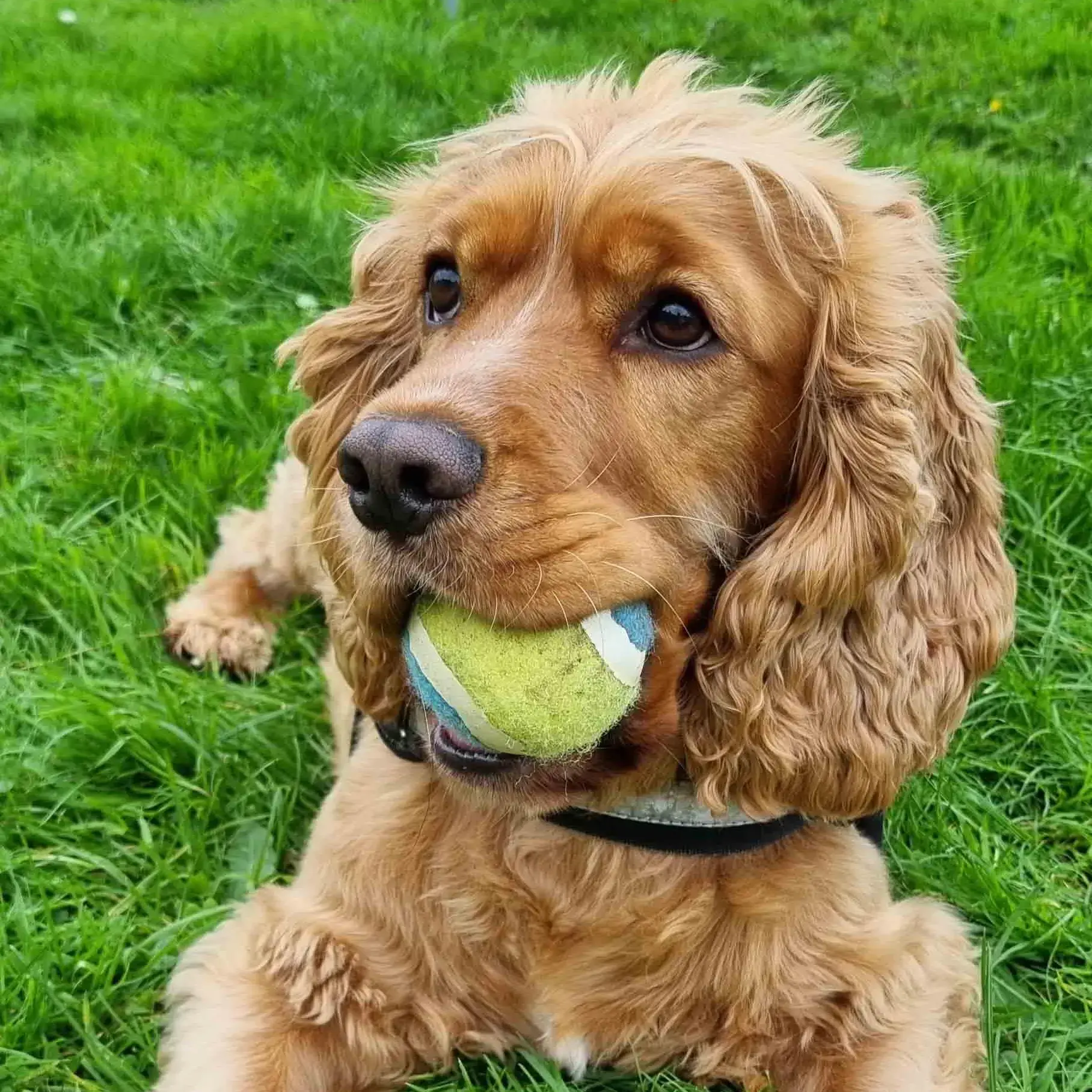 Cocker Spaniel (English)