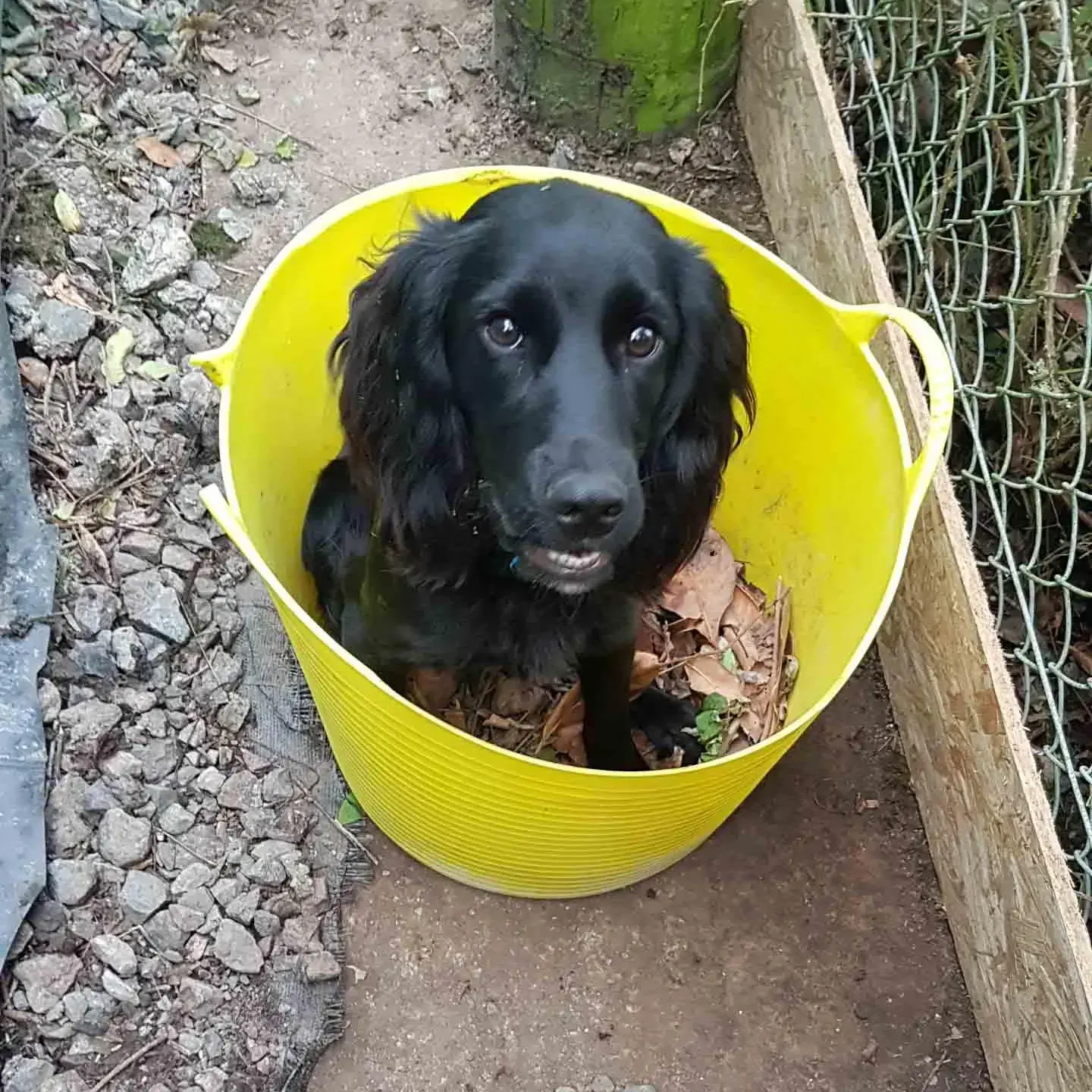 Cocker Spaniel (English)