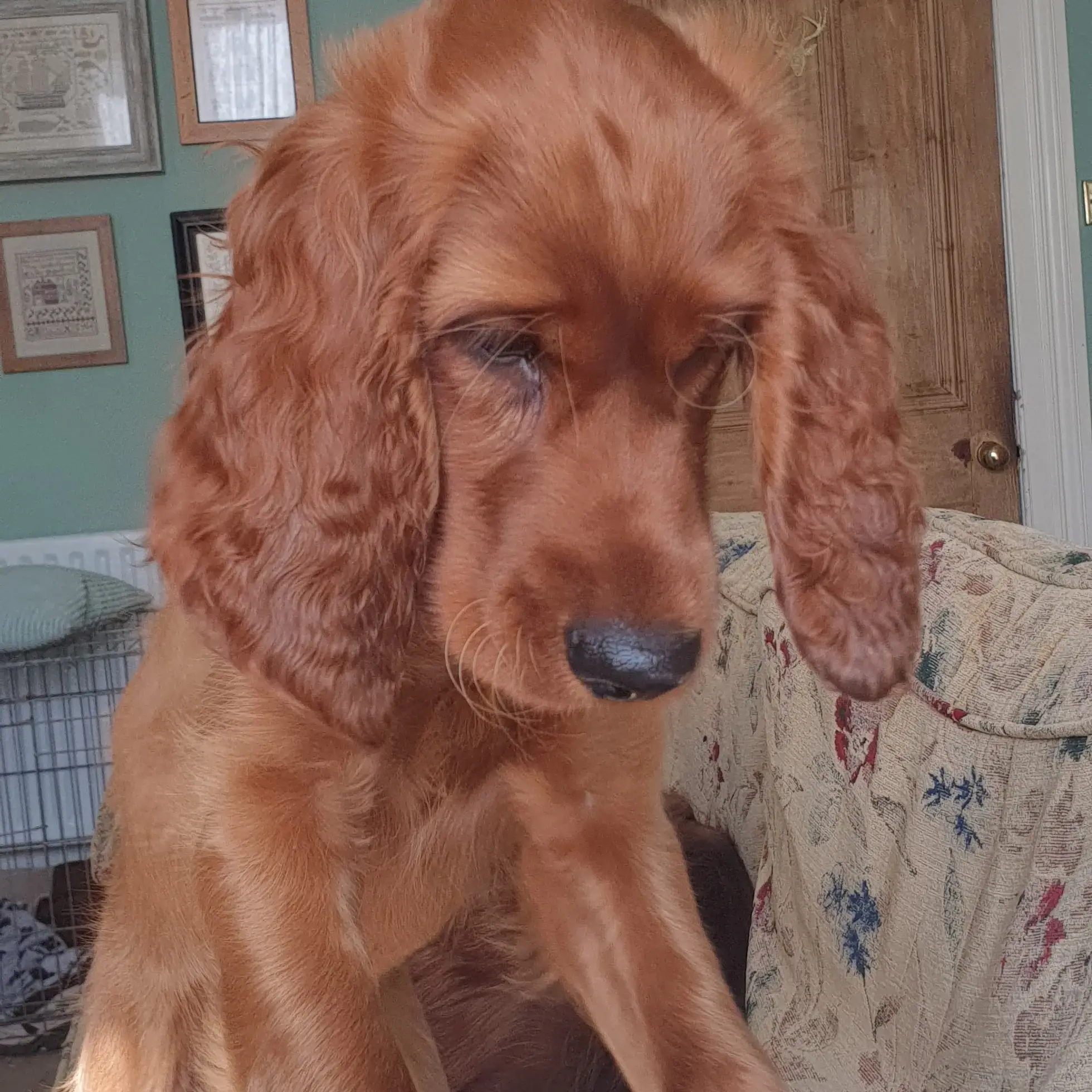 Irish Setter