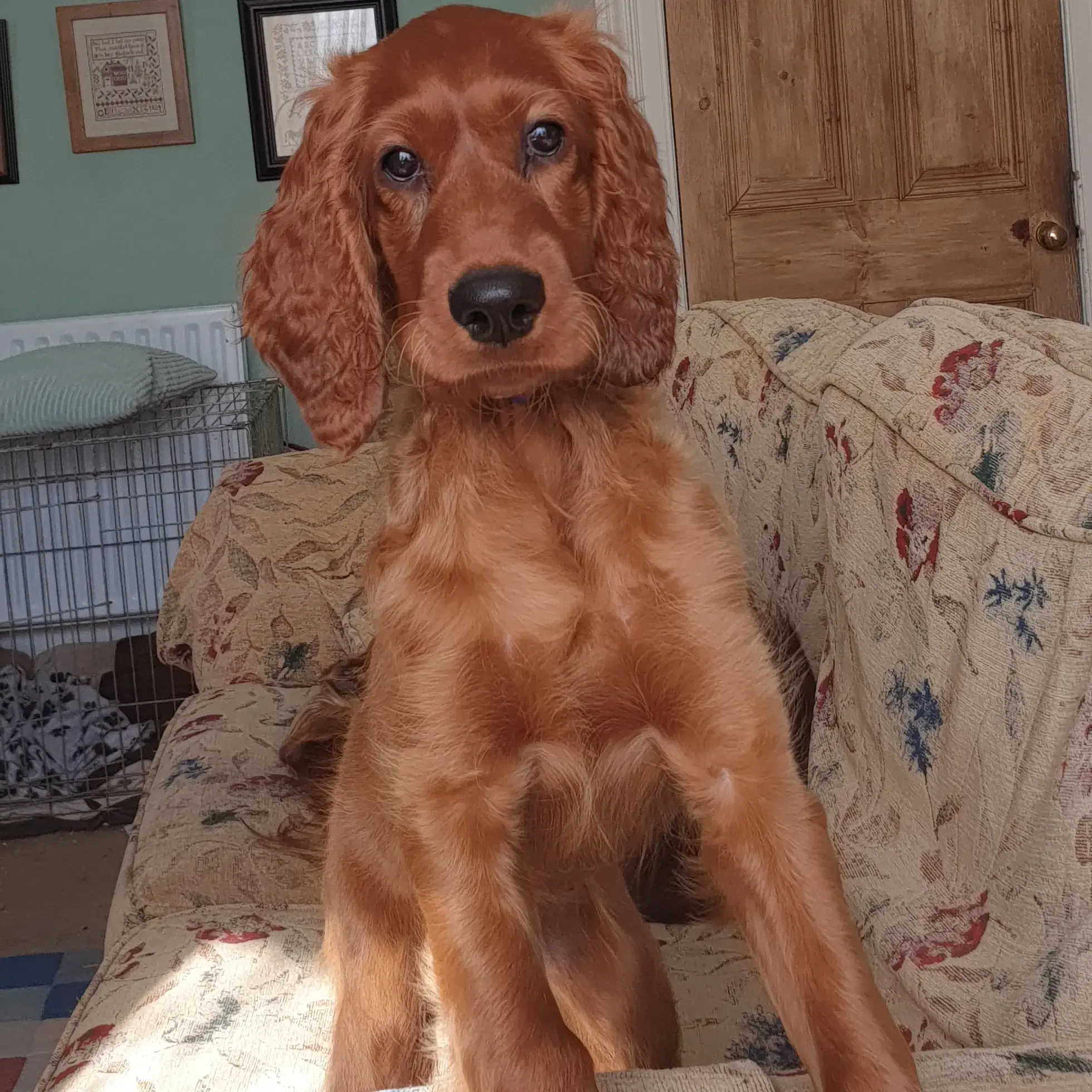 Irish Setter