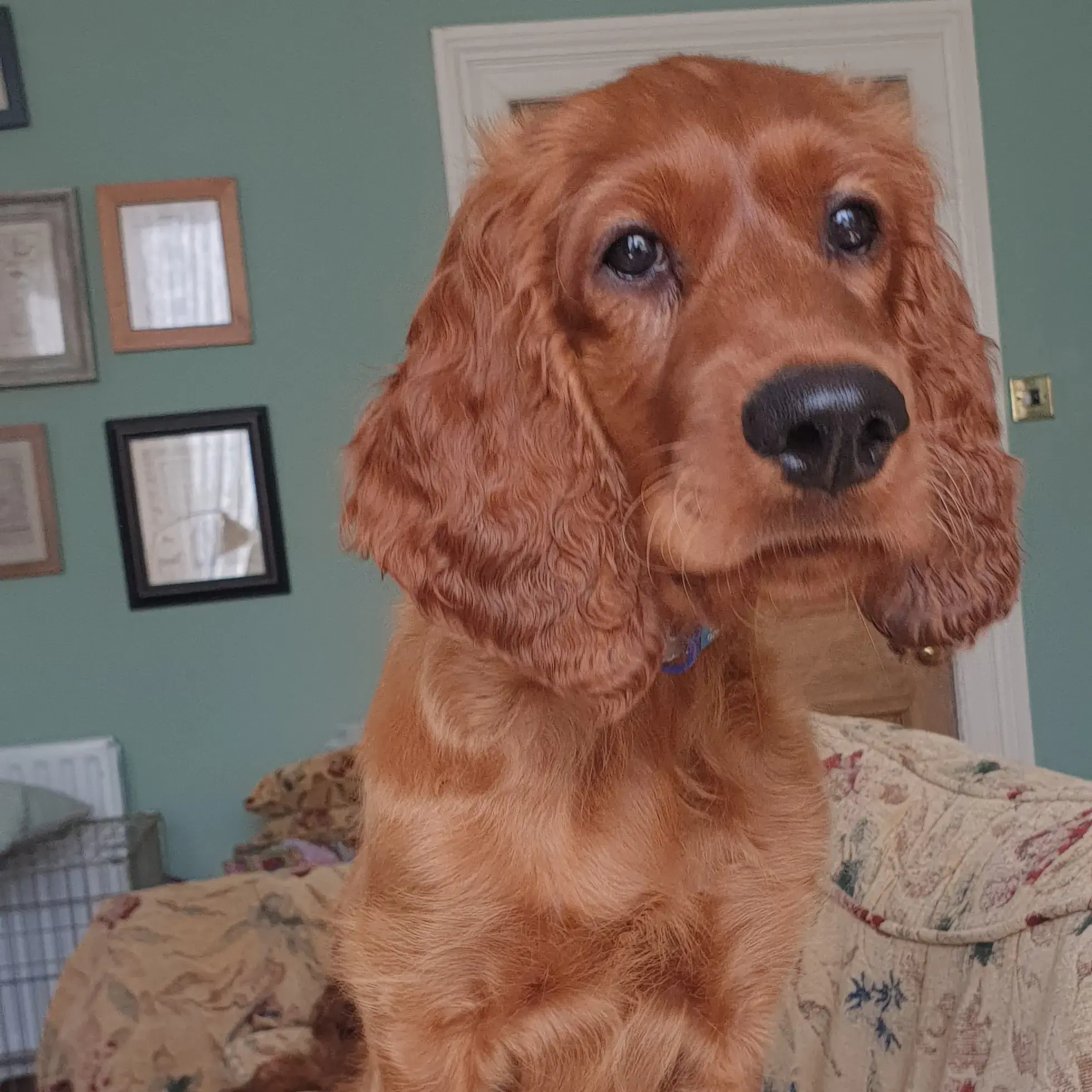 Irish Setter