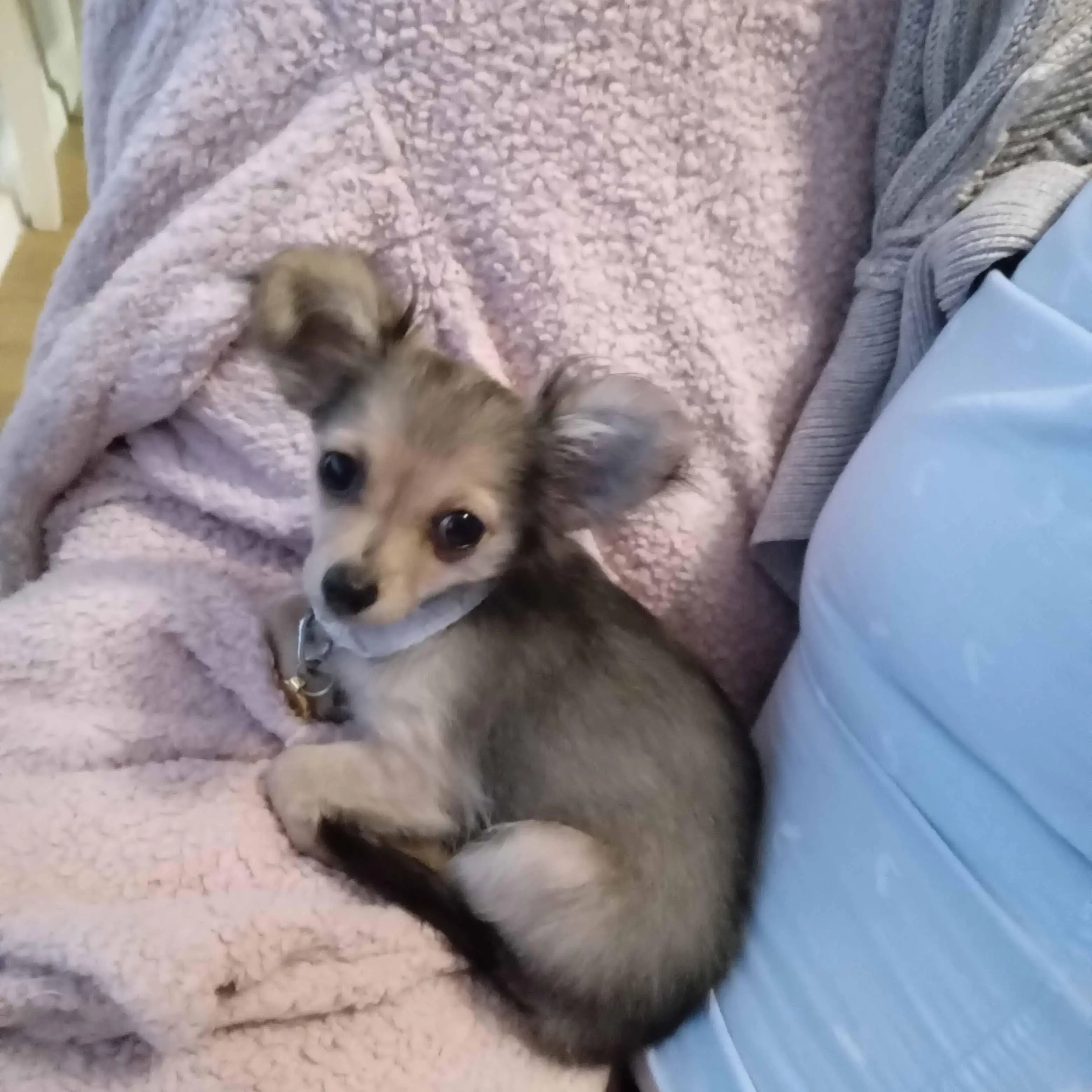 Chihuahua (Long Coat)