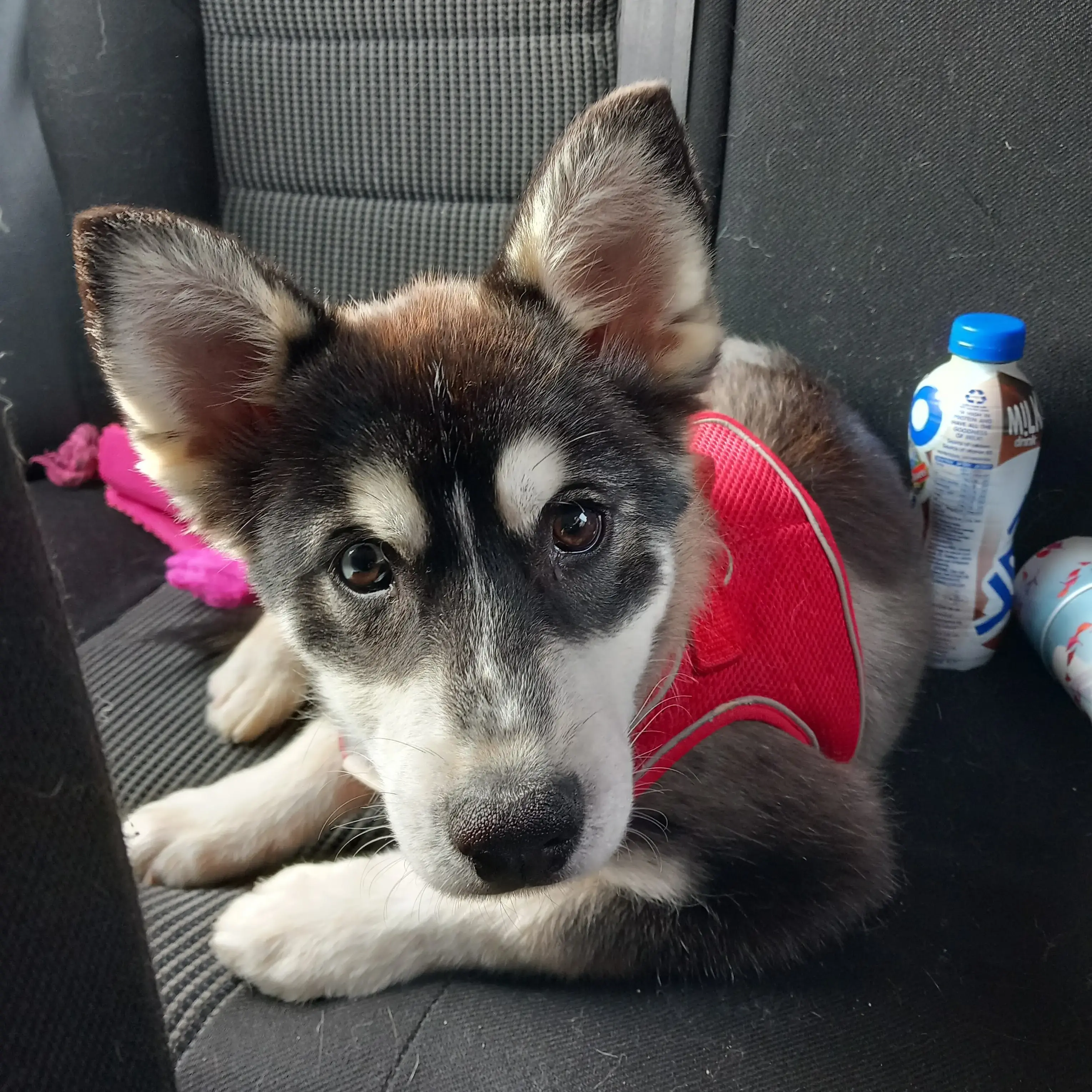 Pomsky