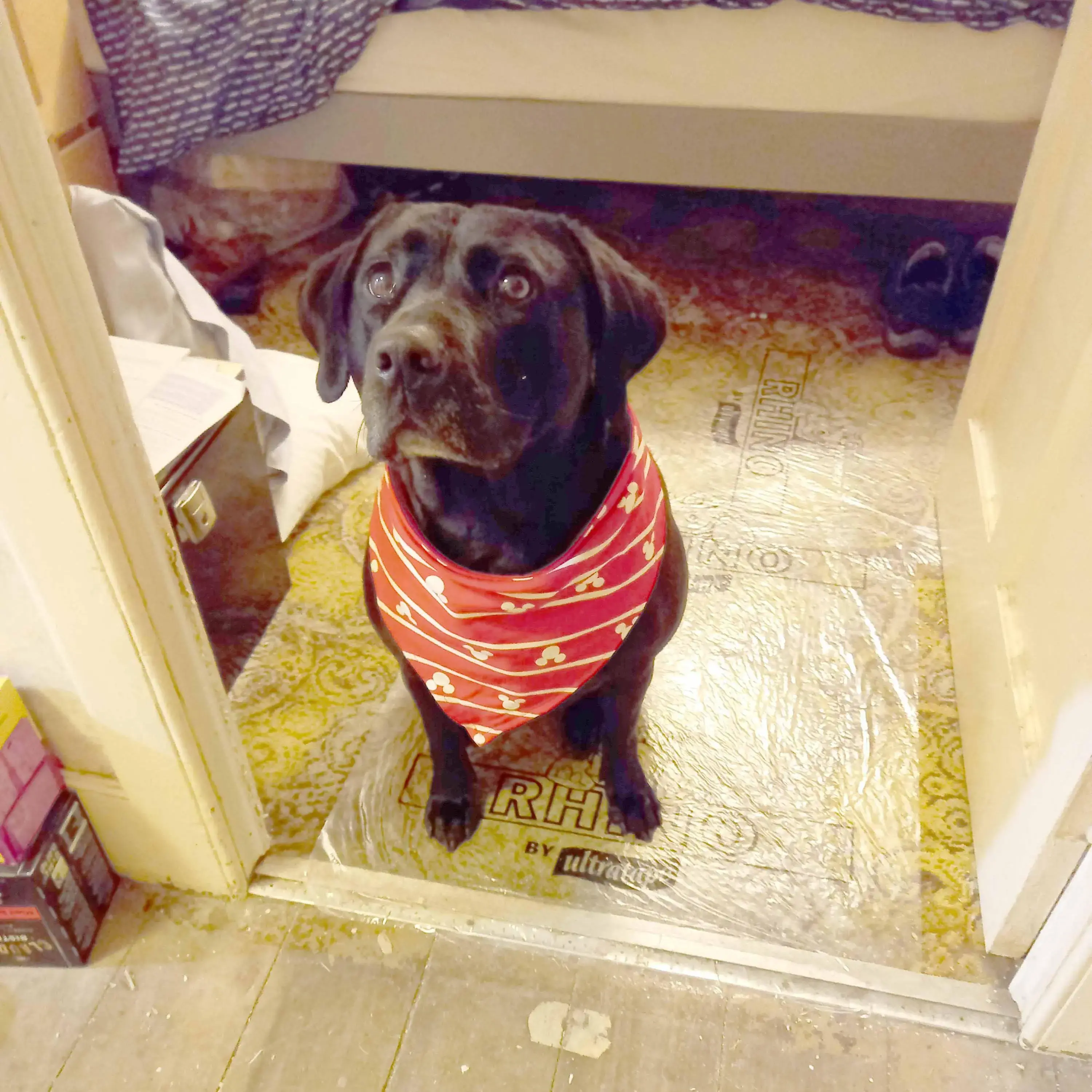 Staffordshire Bull Terrier 