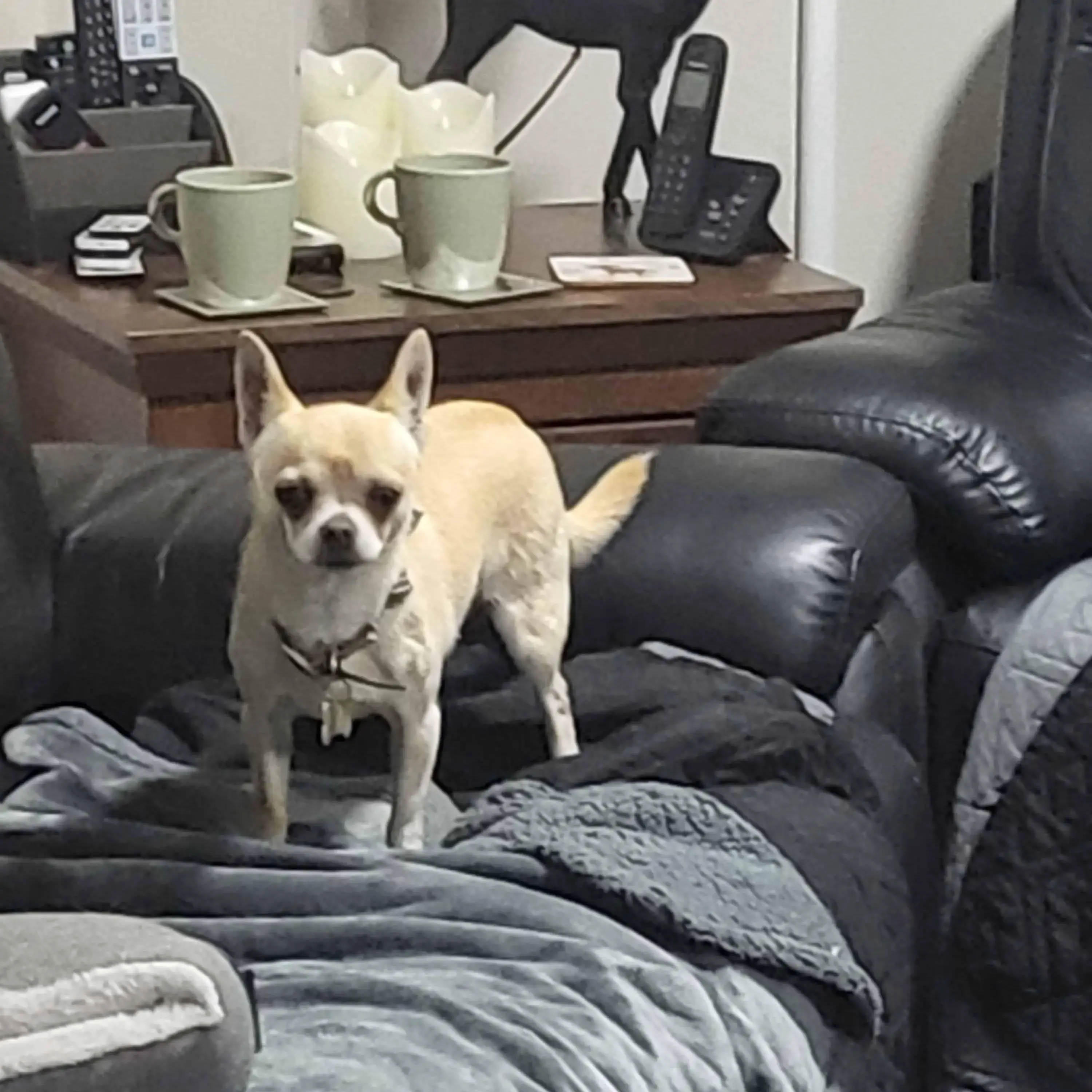 Chihuahua (Smooth Coat)