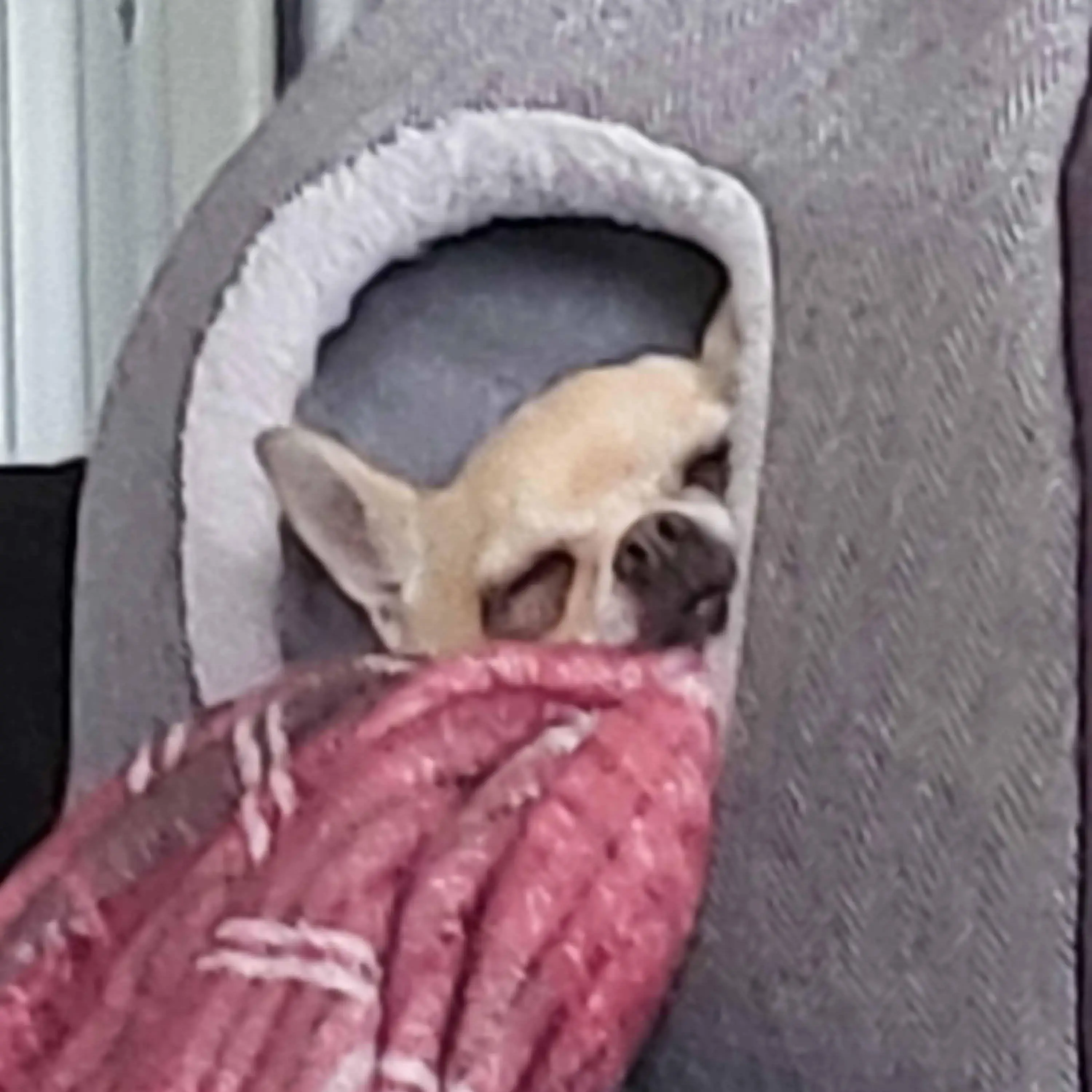 Chihuahua (Smooth Coat)