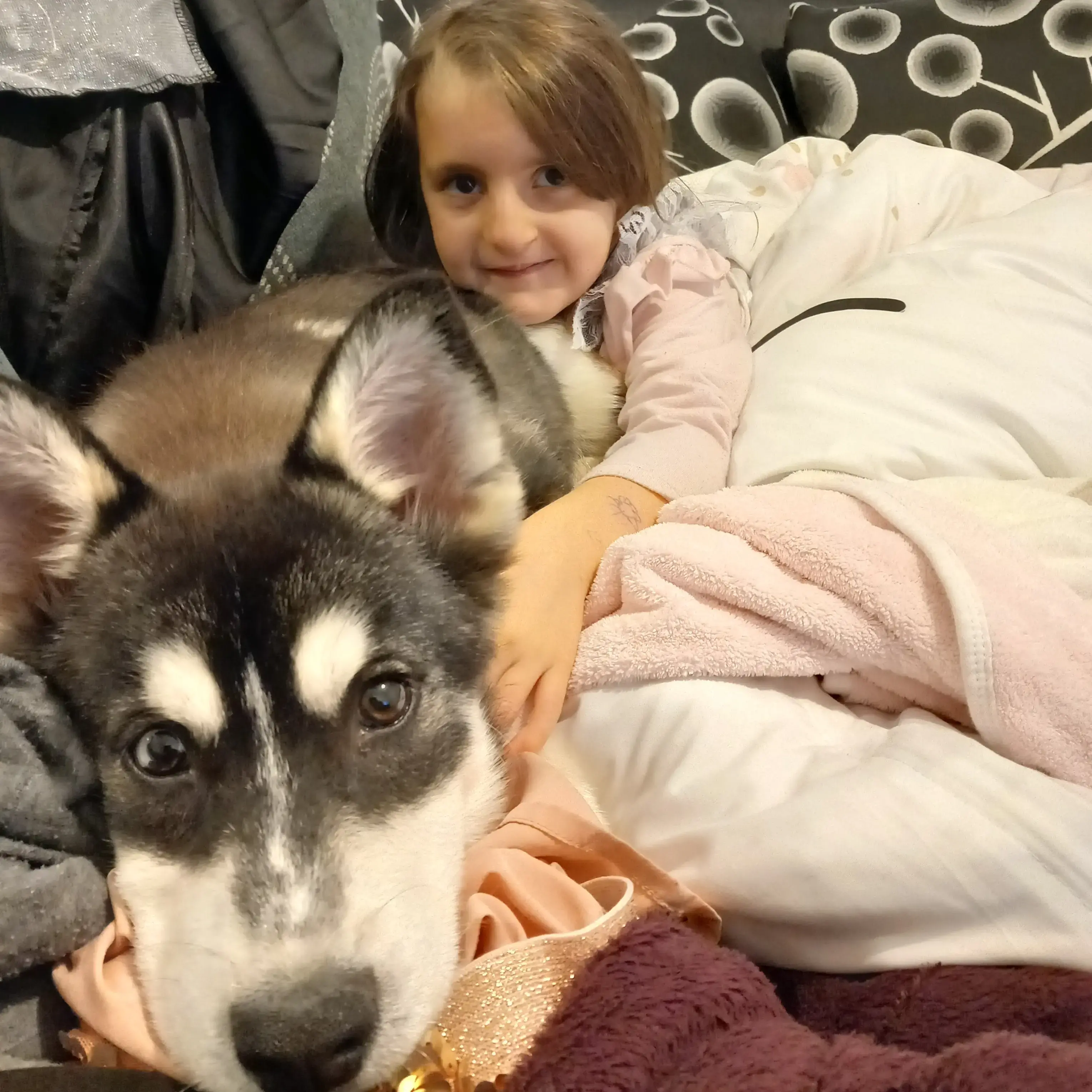 Pomsky