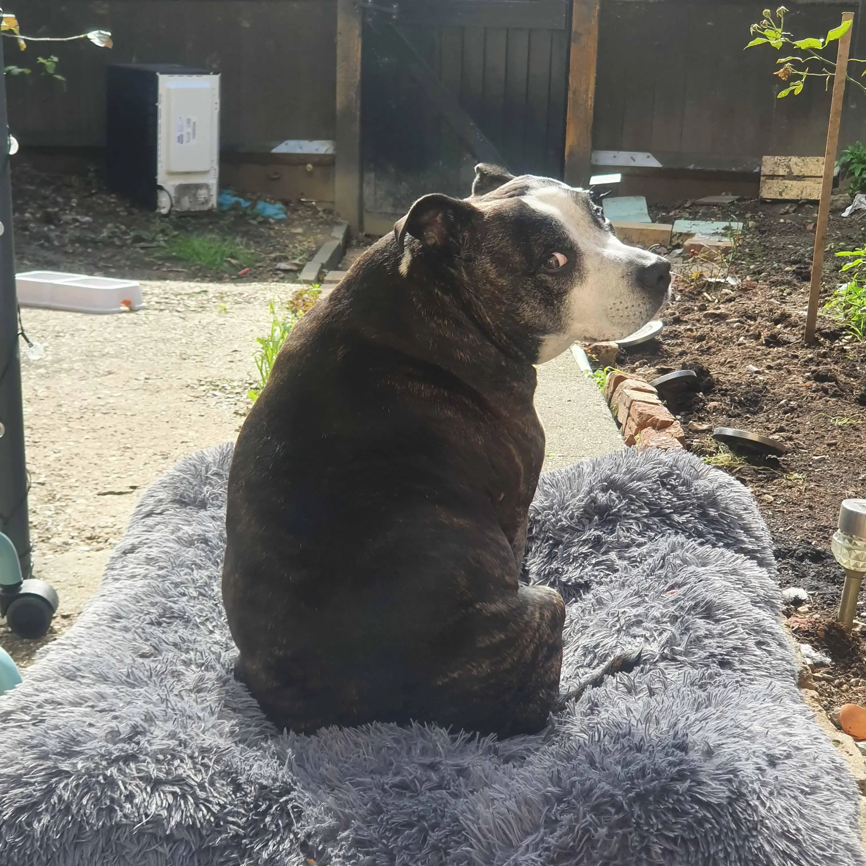 Staffordshire Bull Terrier