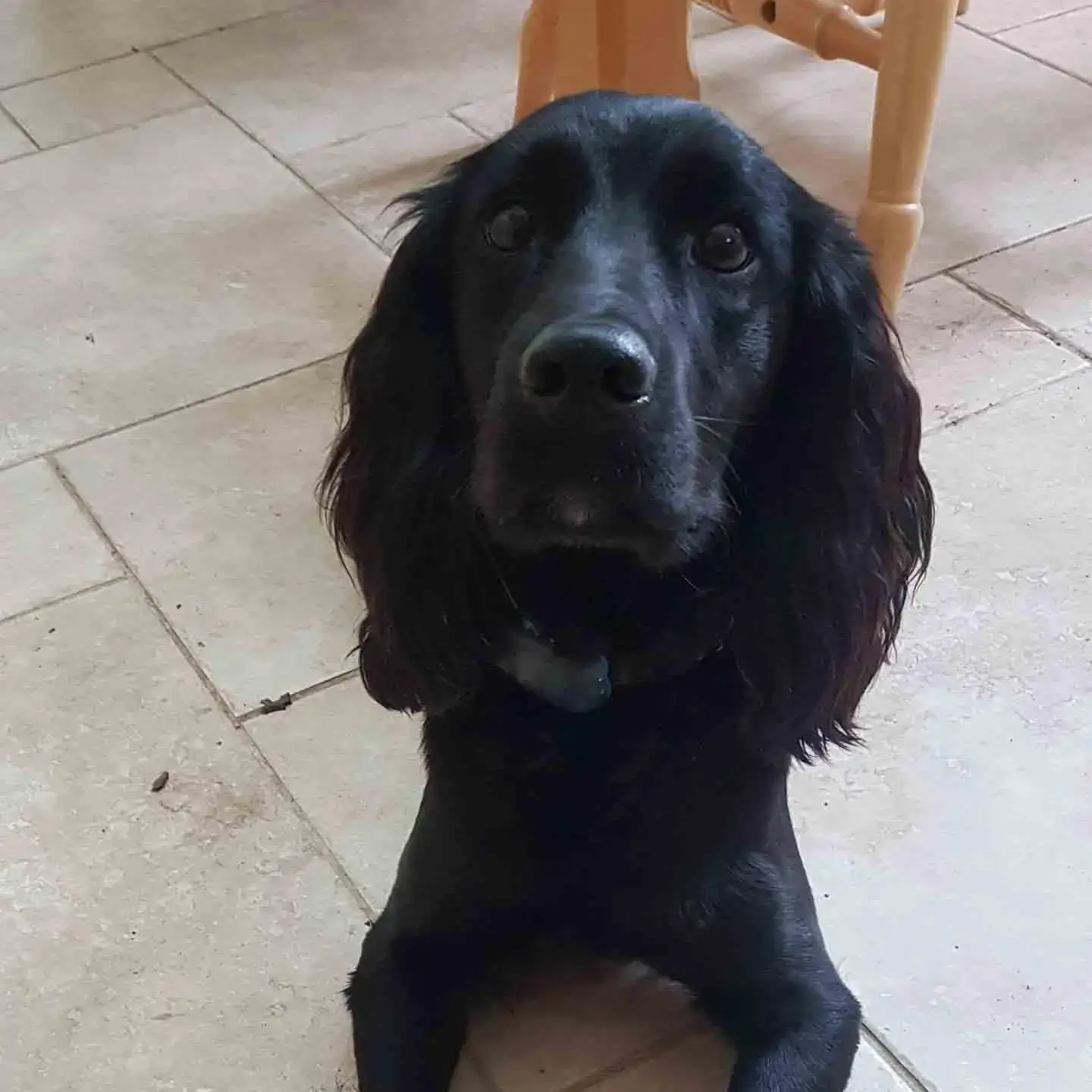 Cocker Spaniel (English)