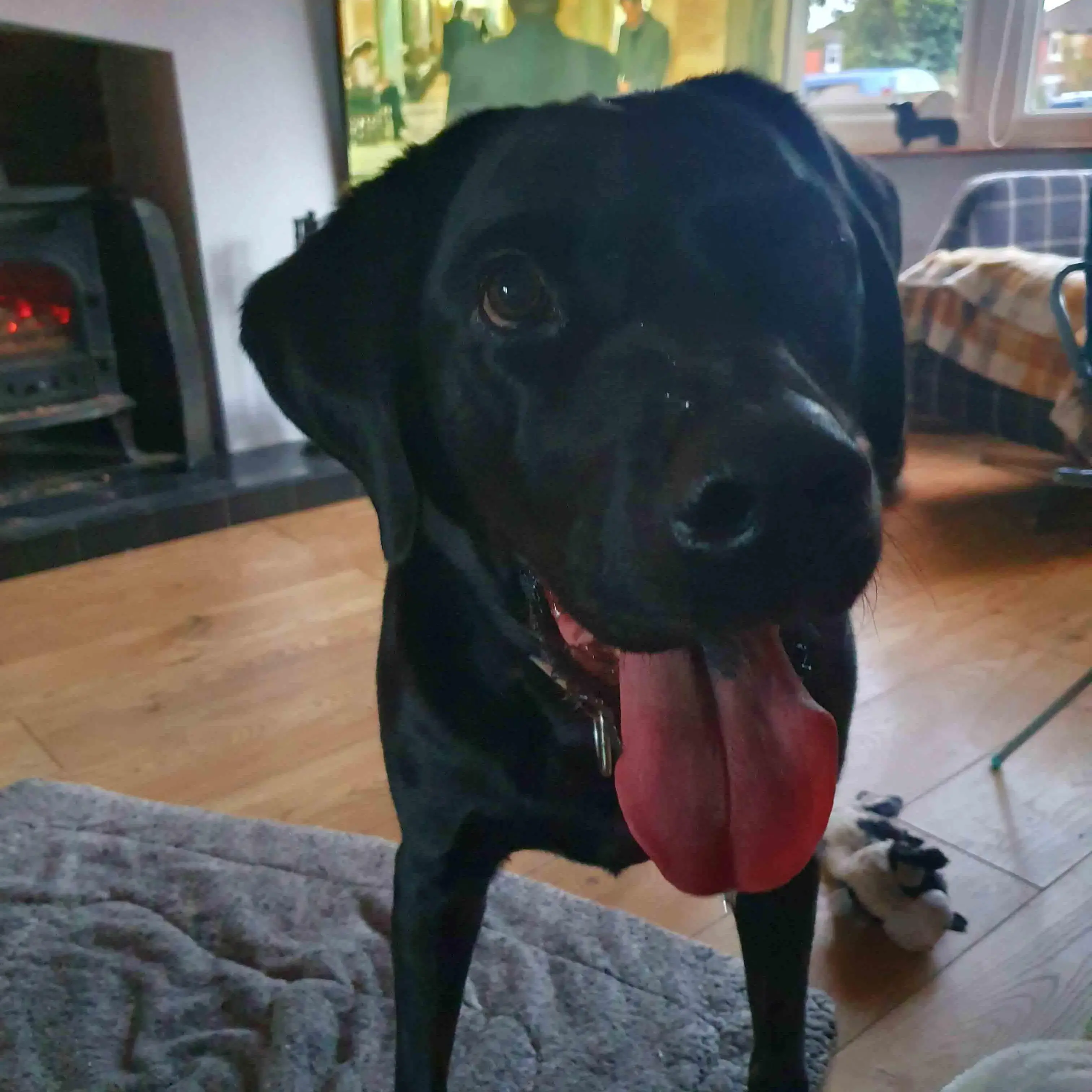 Labrador Retriever