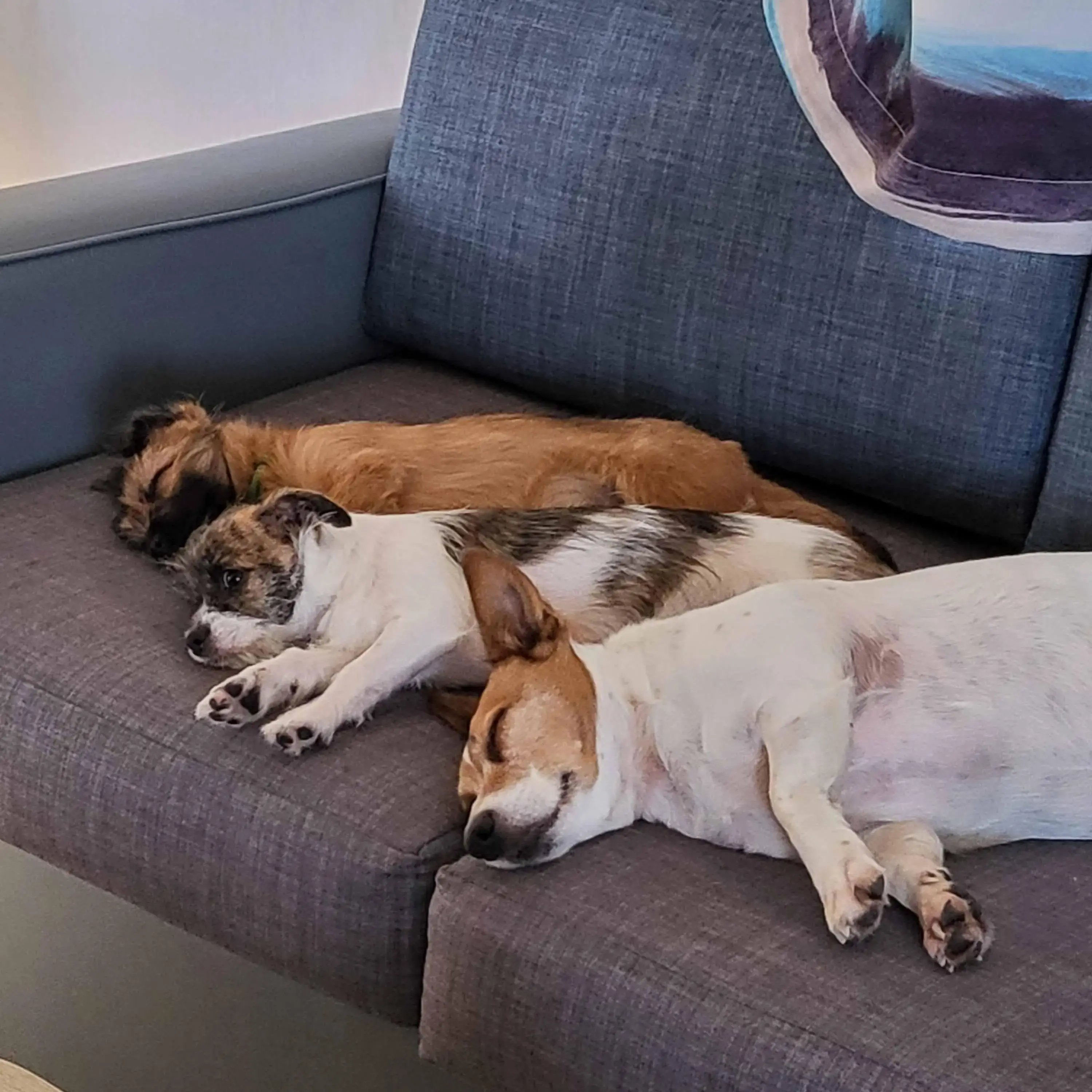 Jack Russell Terrier