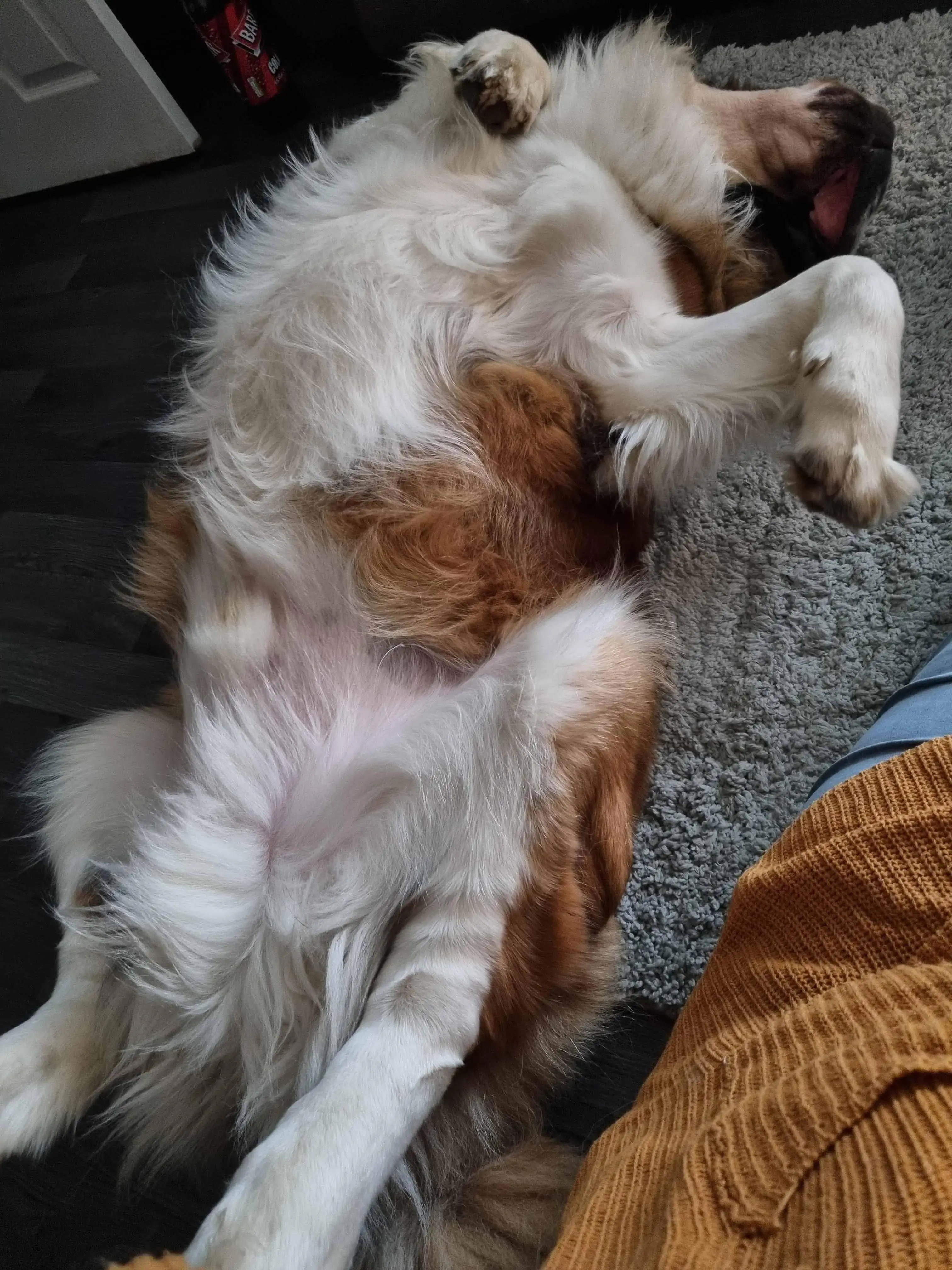St. Bernard