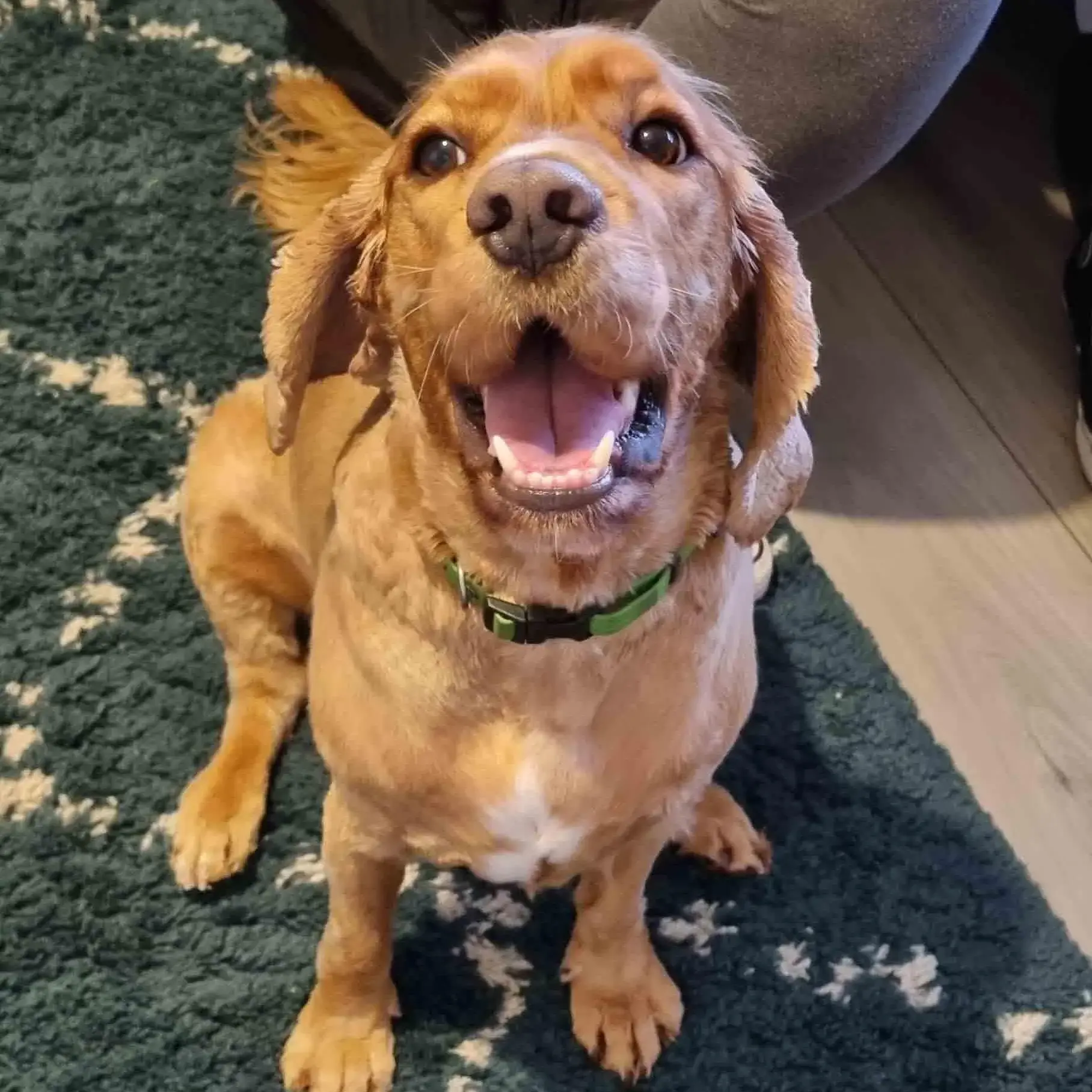 Cocker Spaniel (English)