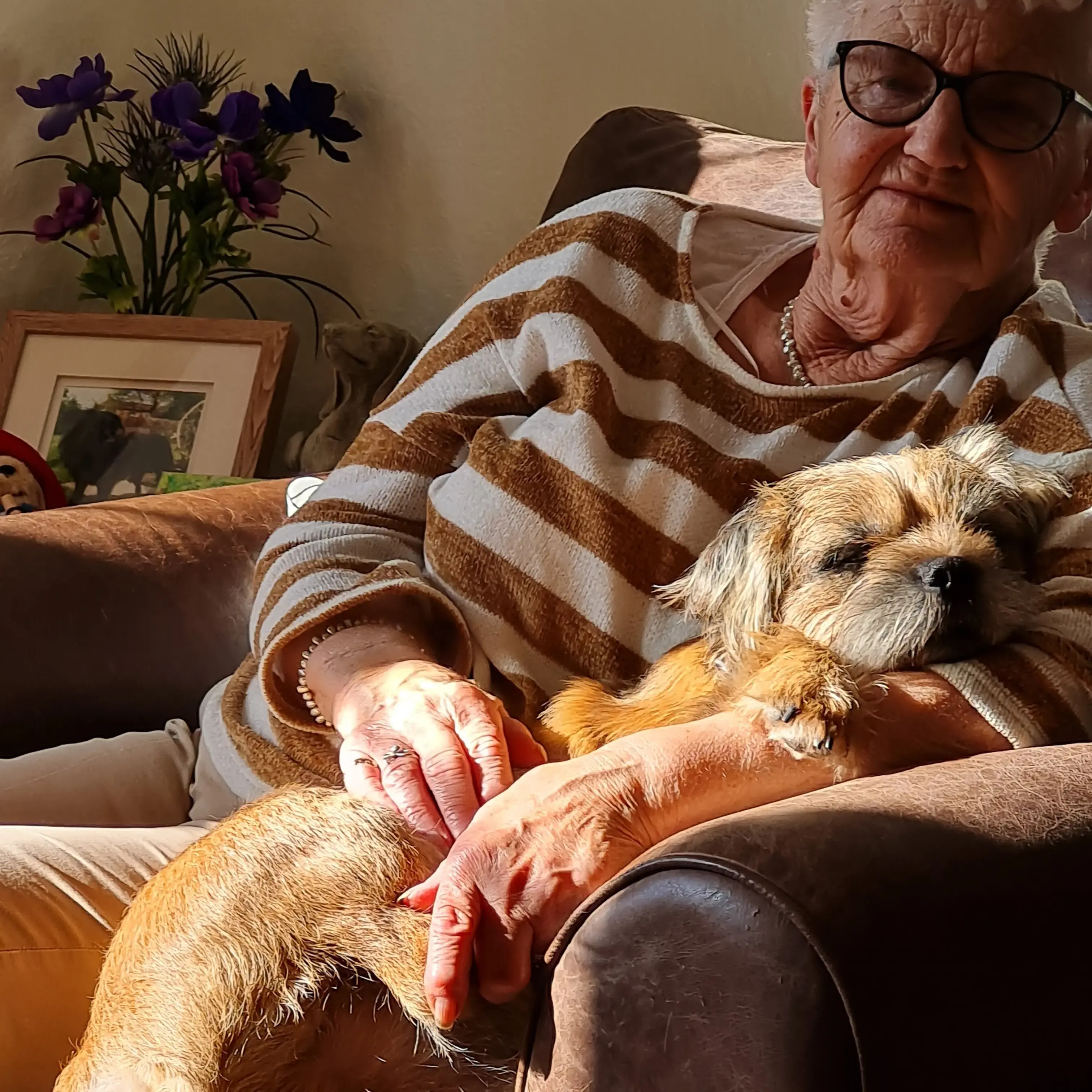 Border Terrier