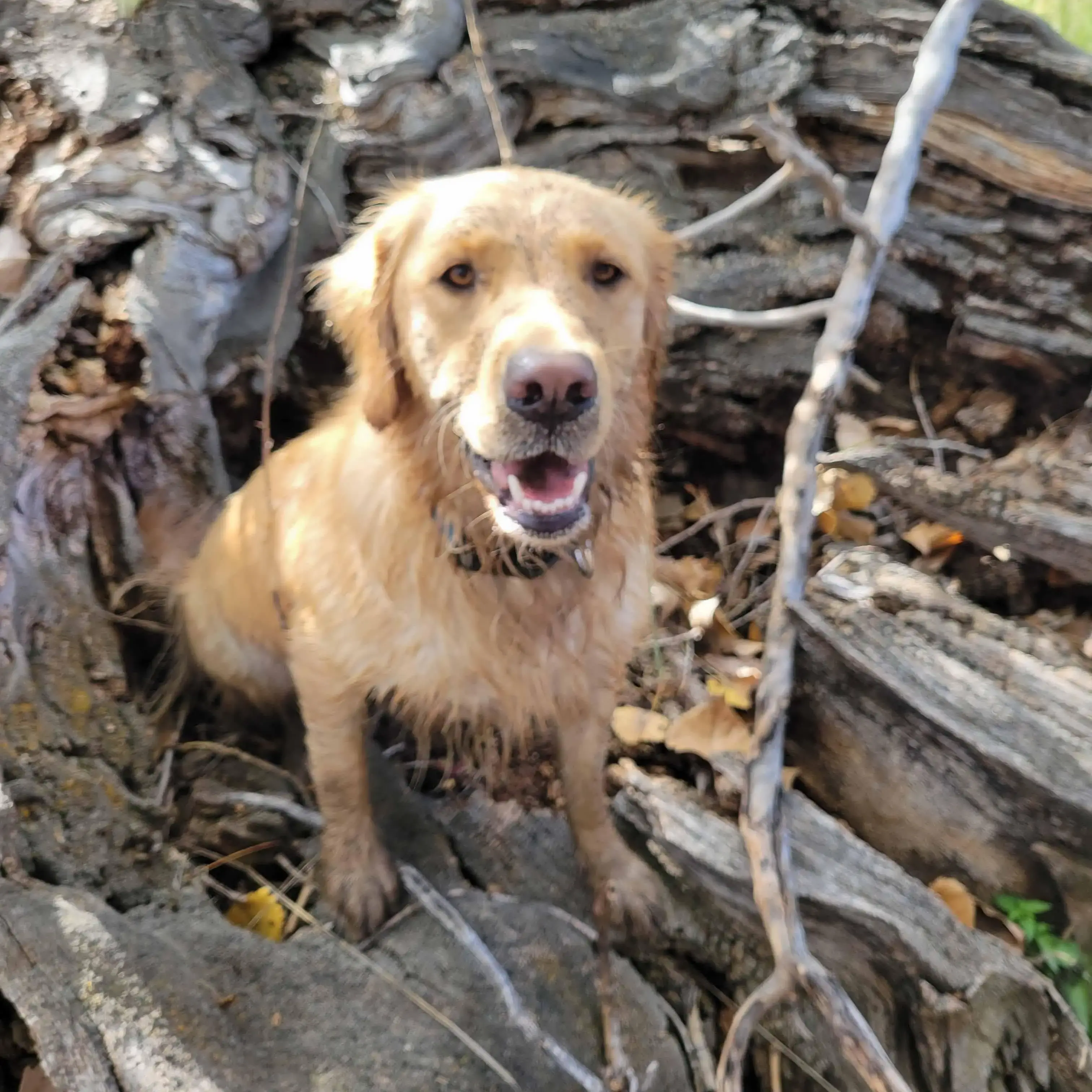 Golden Retriever