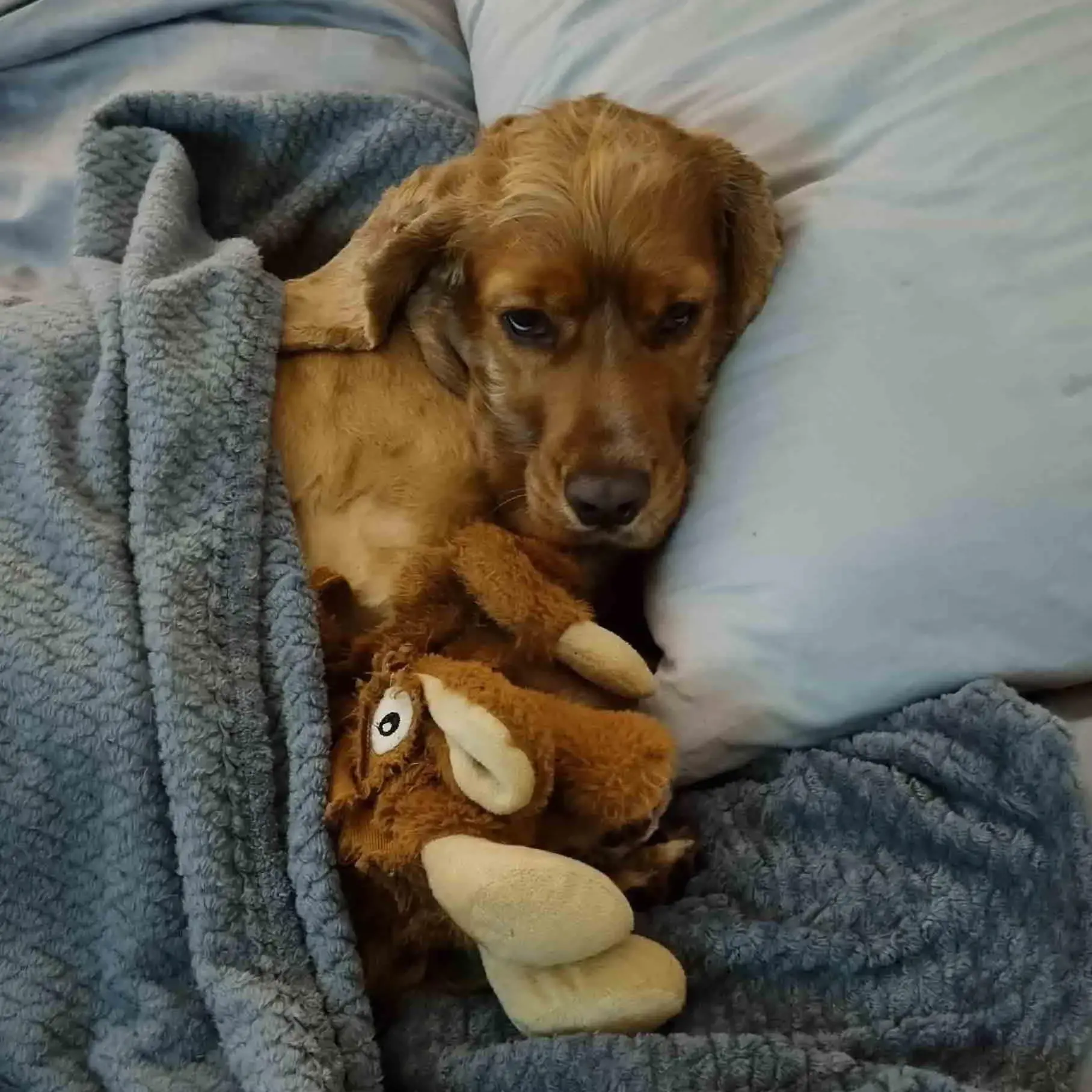 Cocker Spaniel (English)
