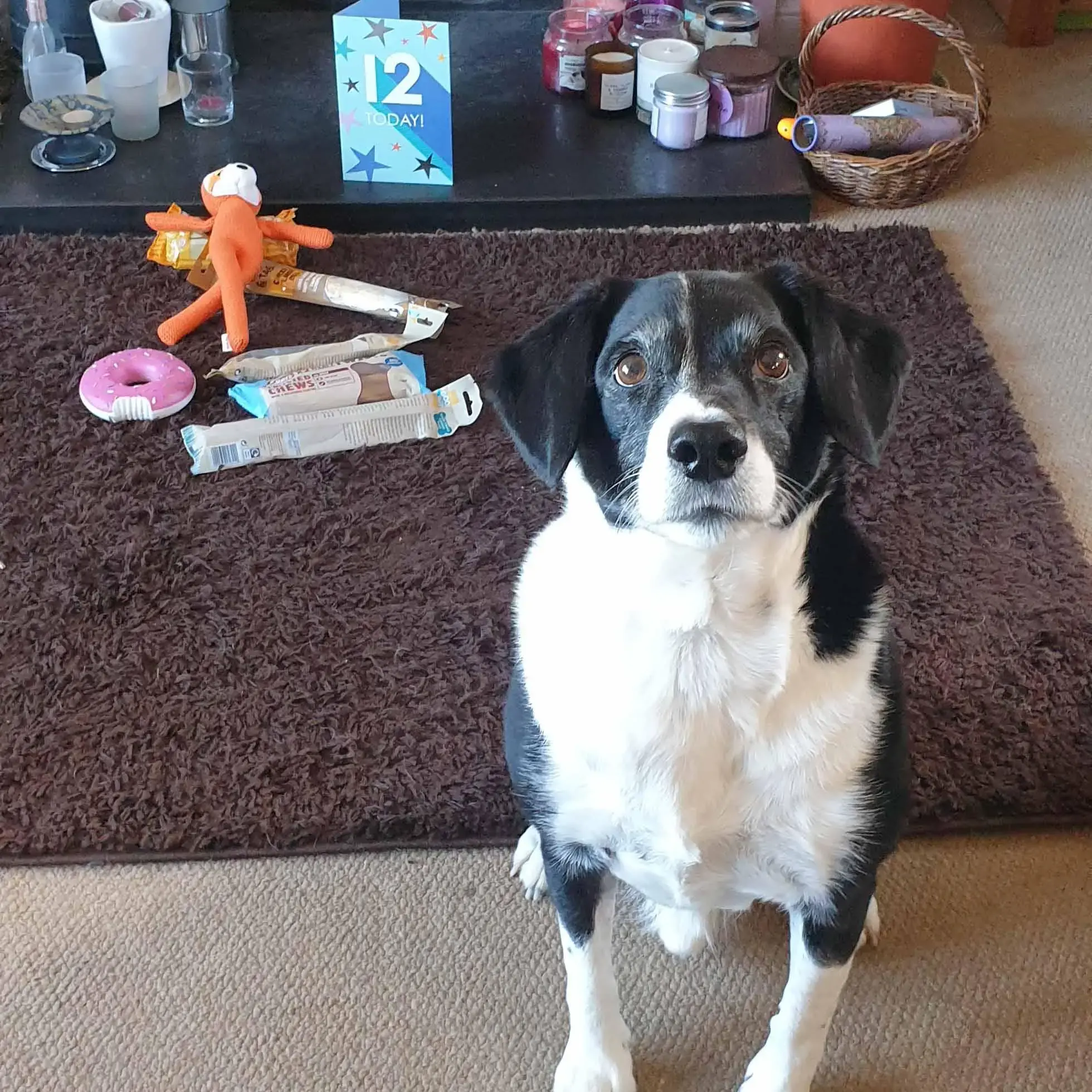 Border Collie