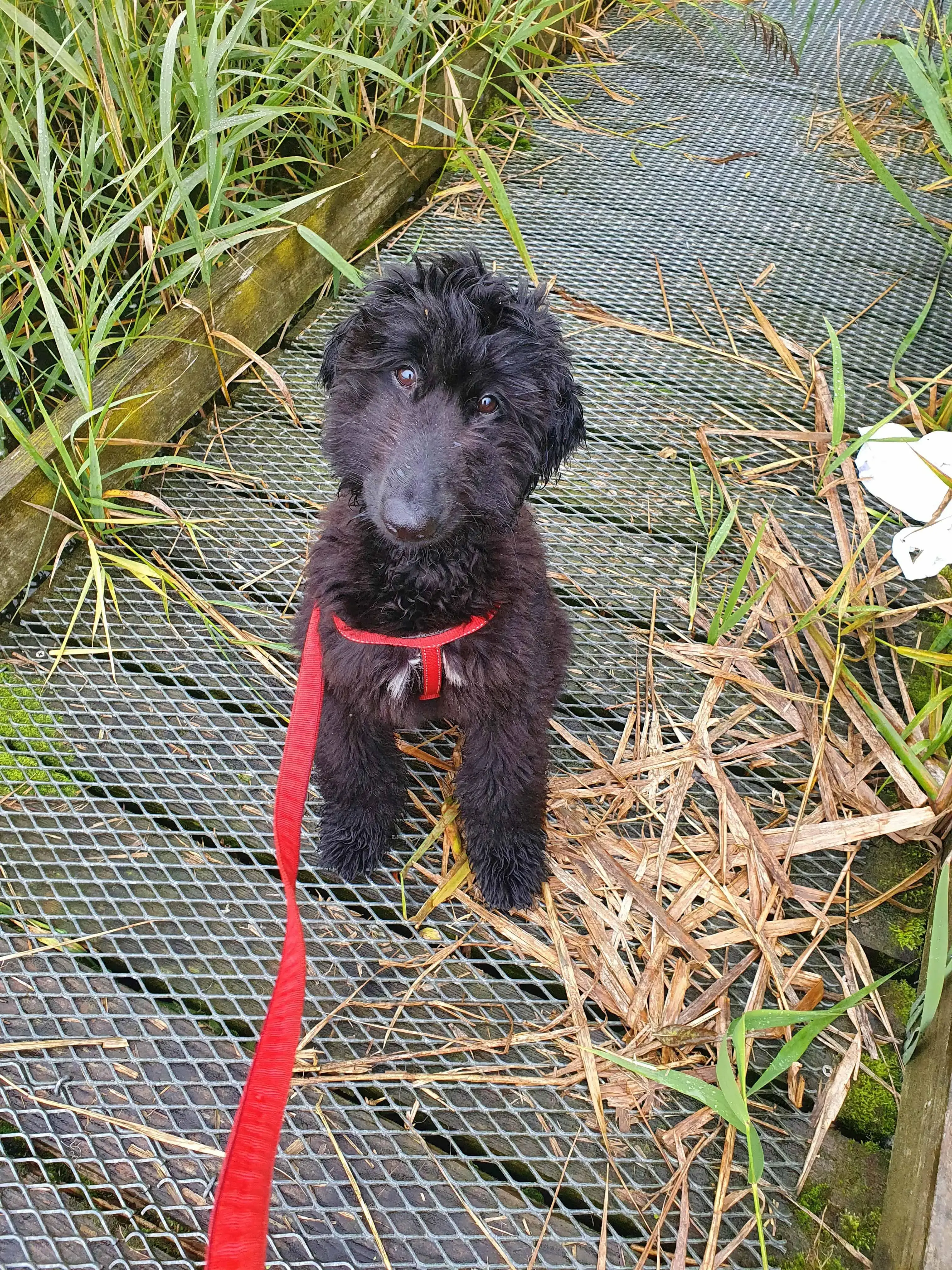 Afghan Hound