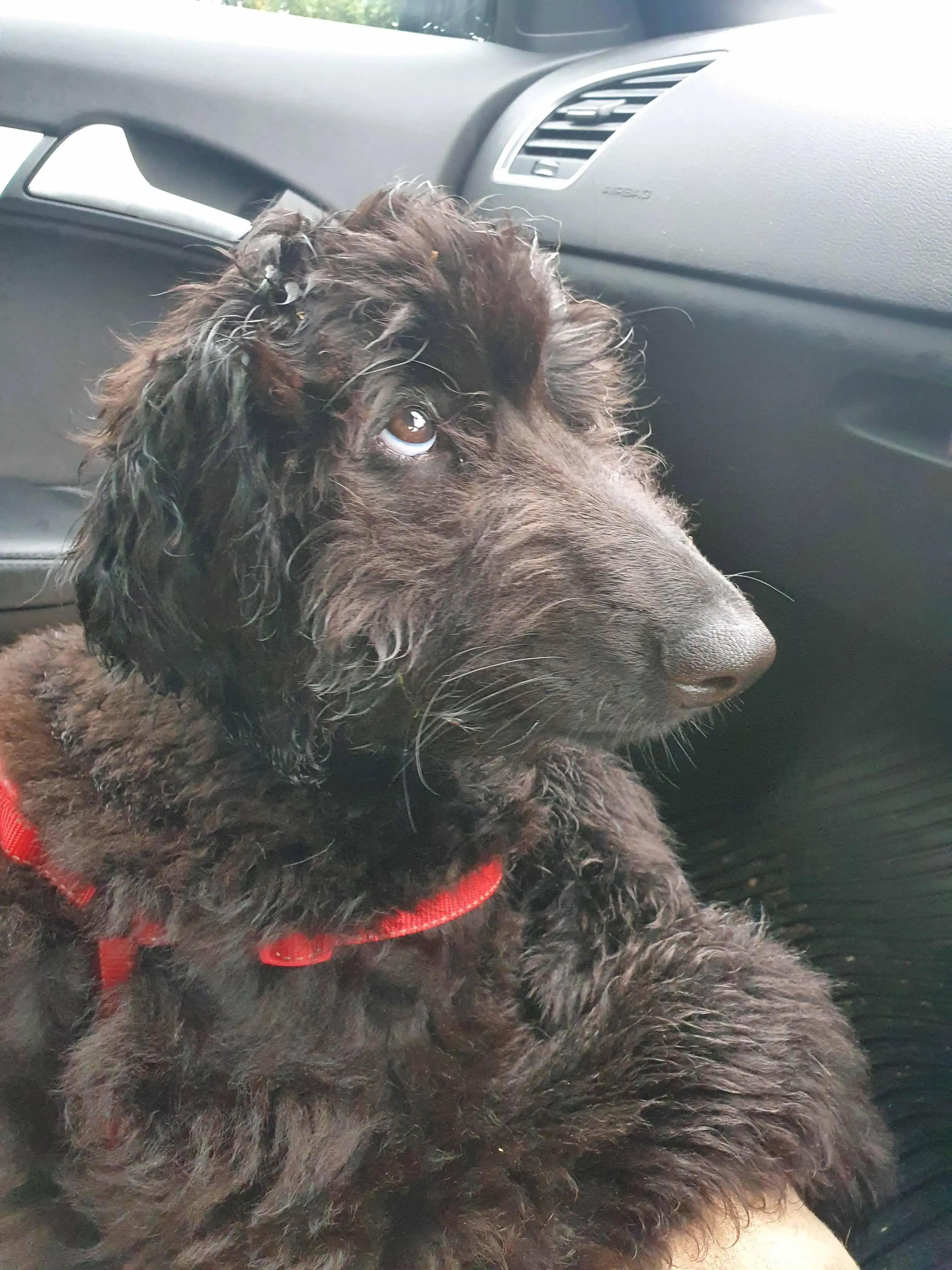 Afghan Hound
