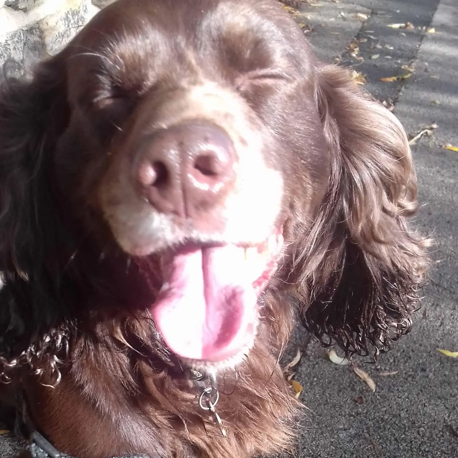 Cocker Spaniel (English)
