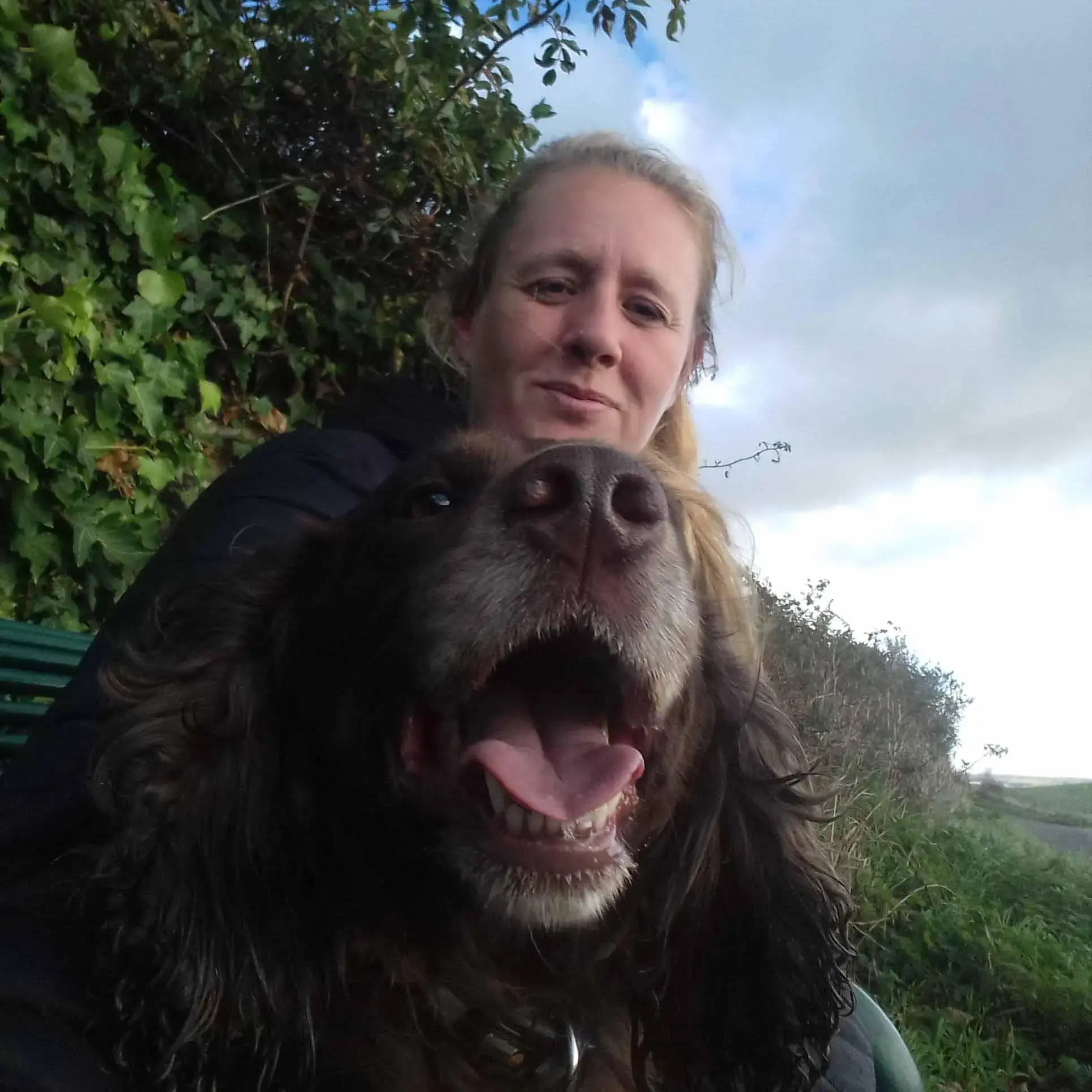 Cocker Spaniel (English)