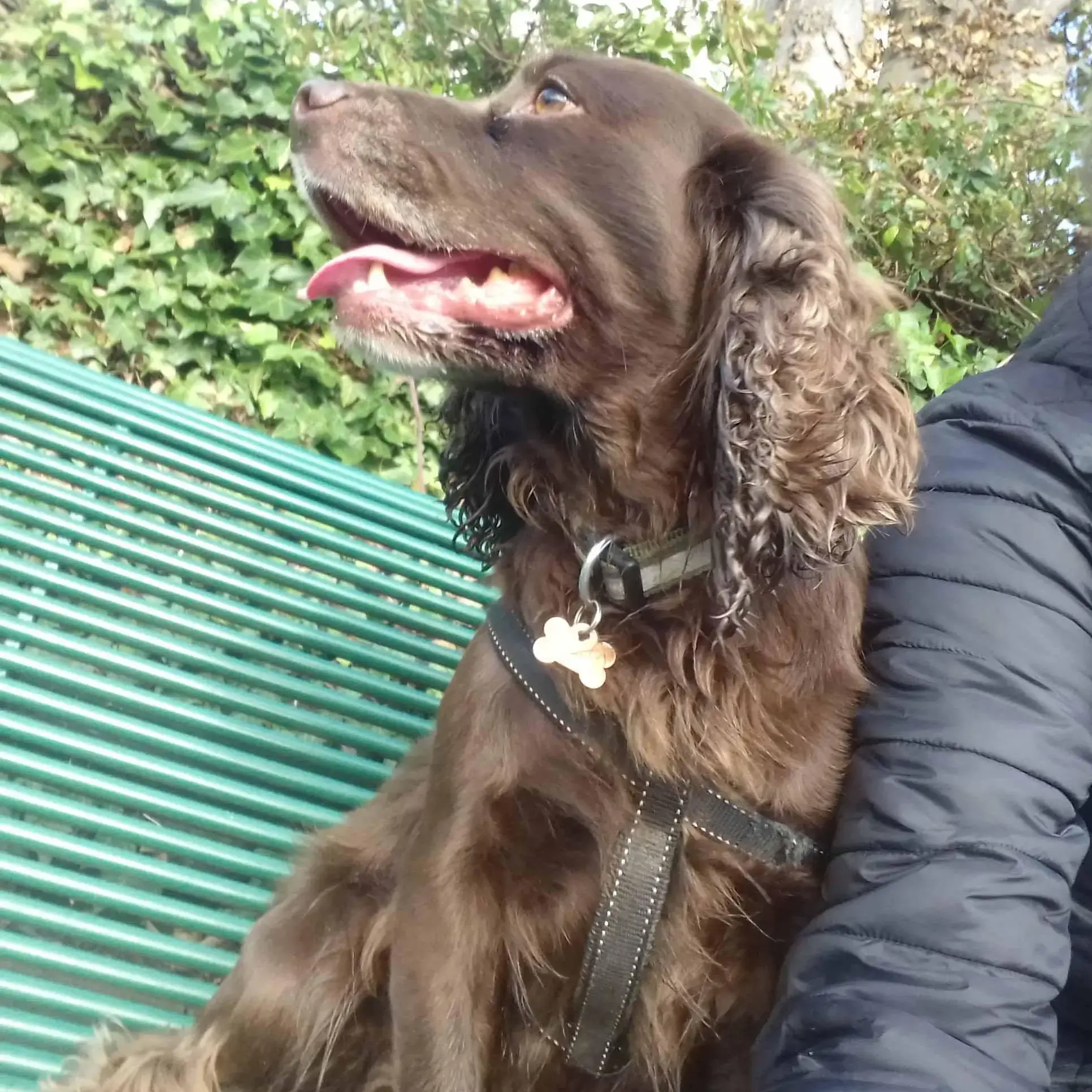 Cocker Spaniel (English)