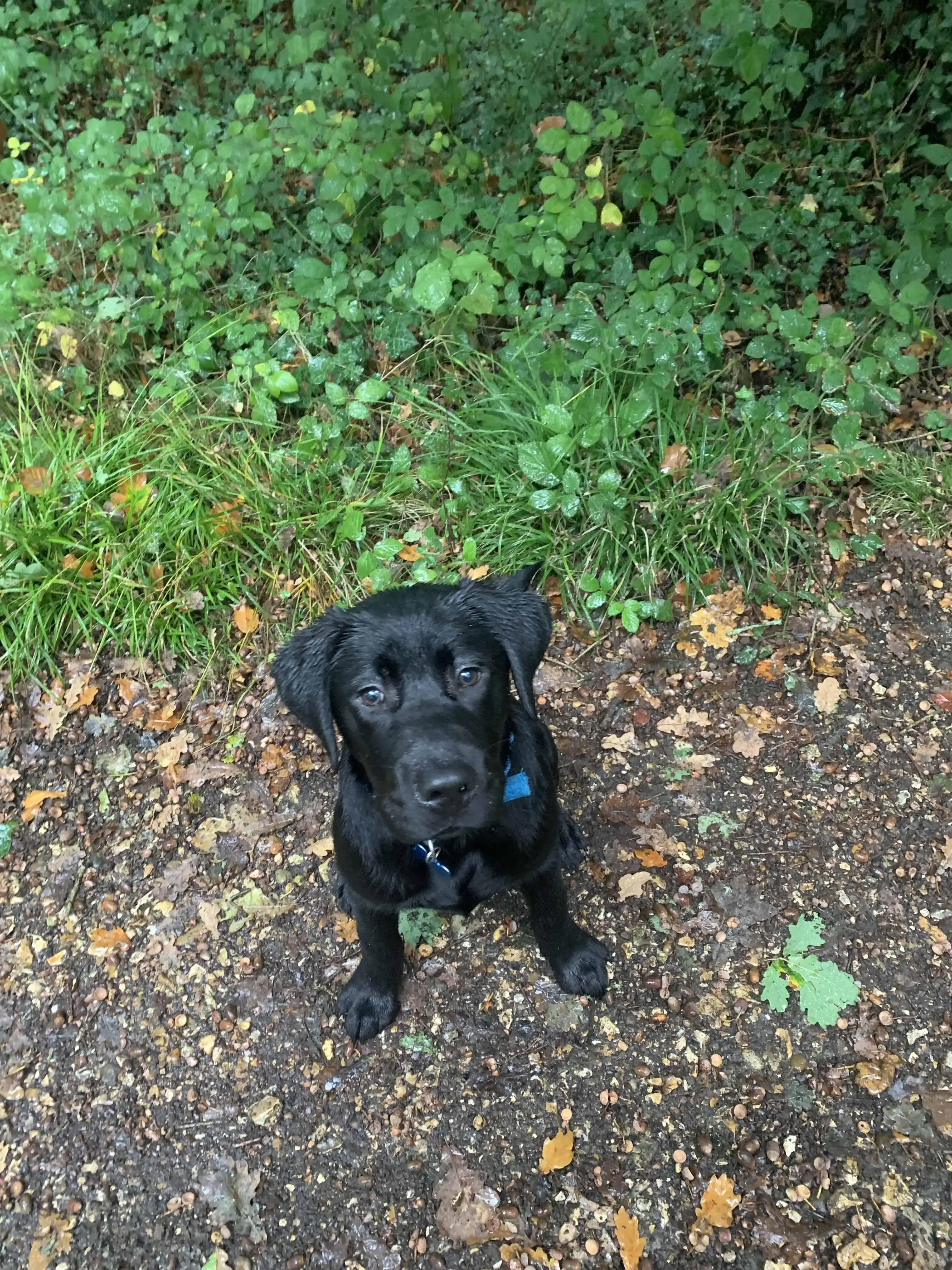 Labrador Retriever