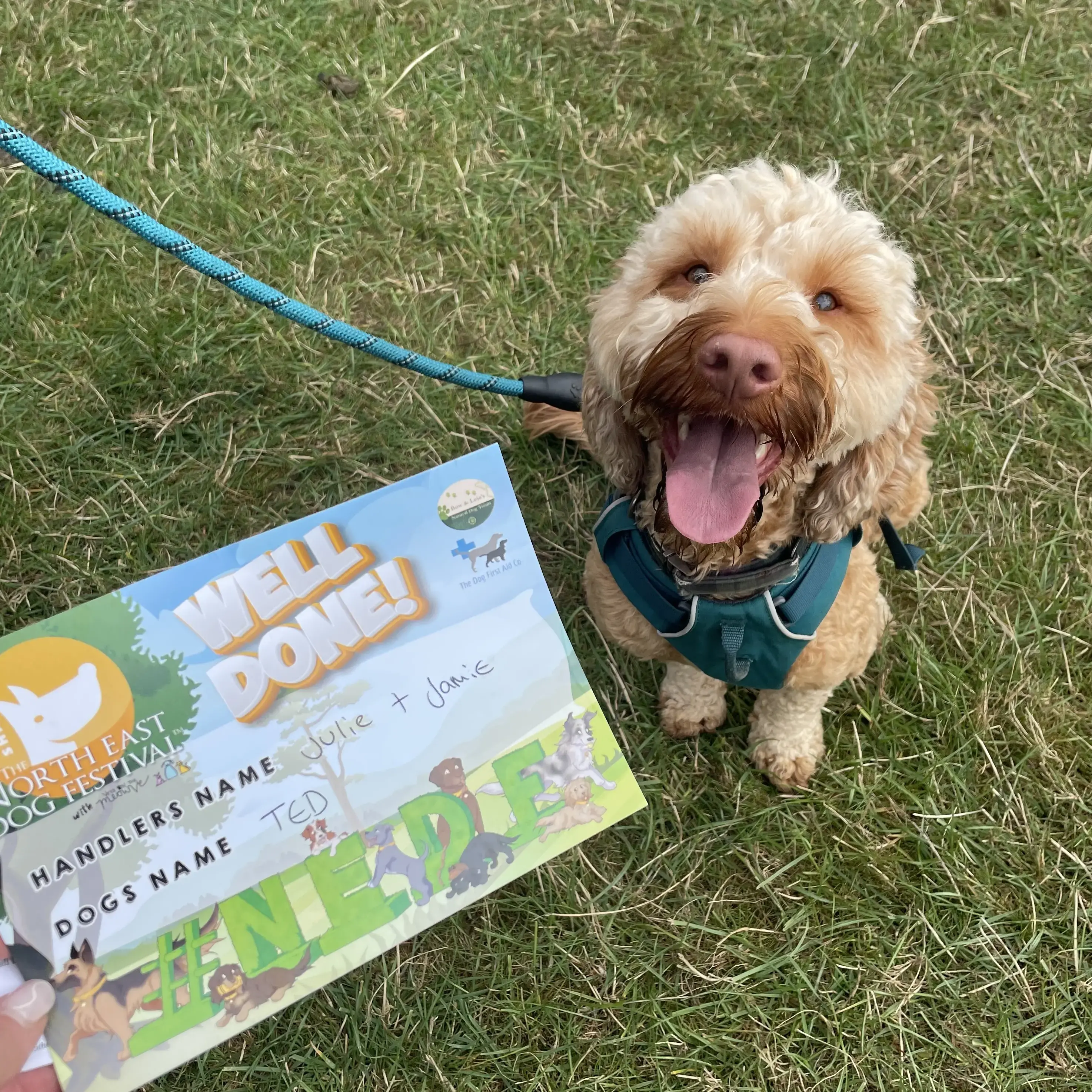 Cockapoo