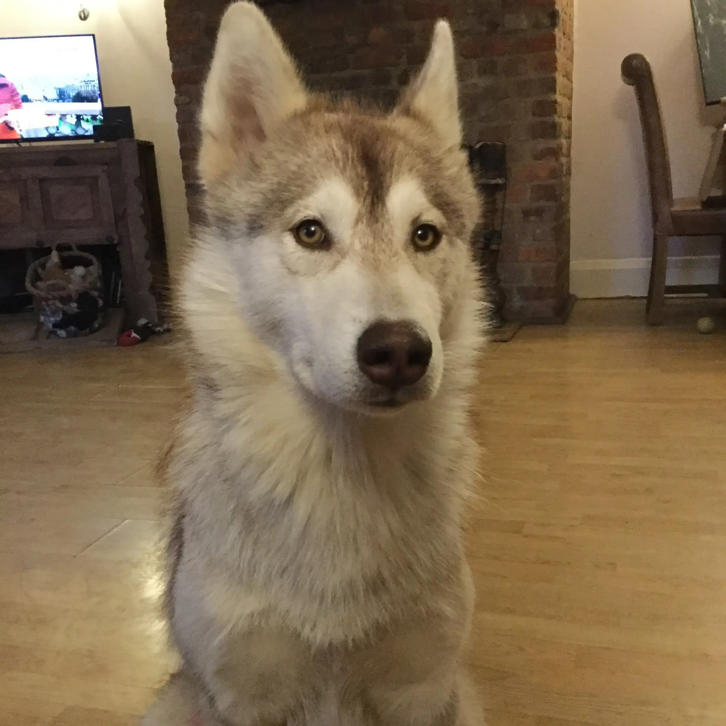 Alaskan Malamute