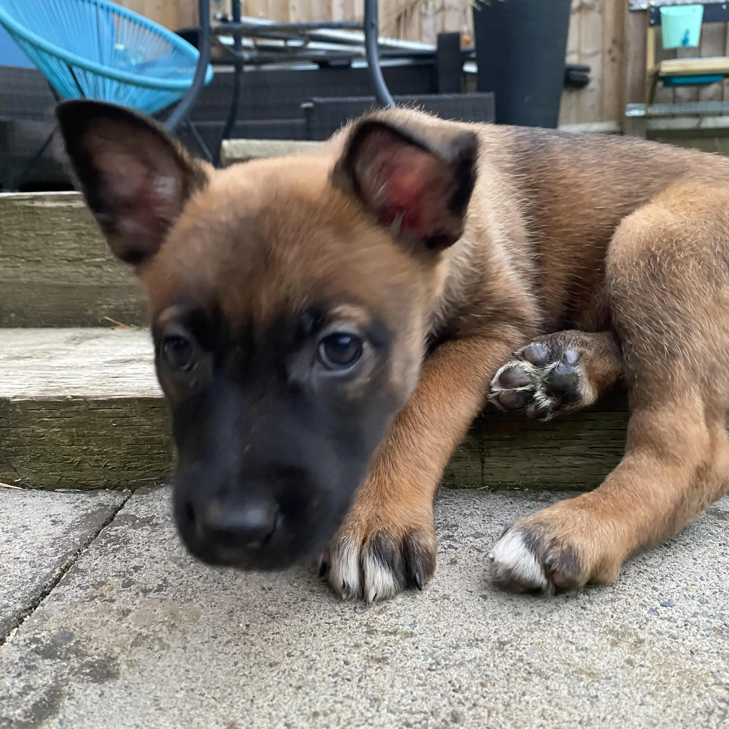 Belgian Shepherd Dog Malinois