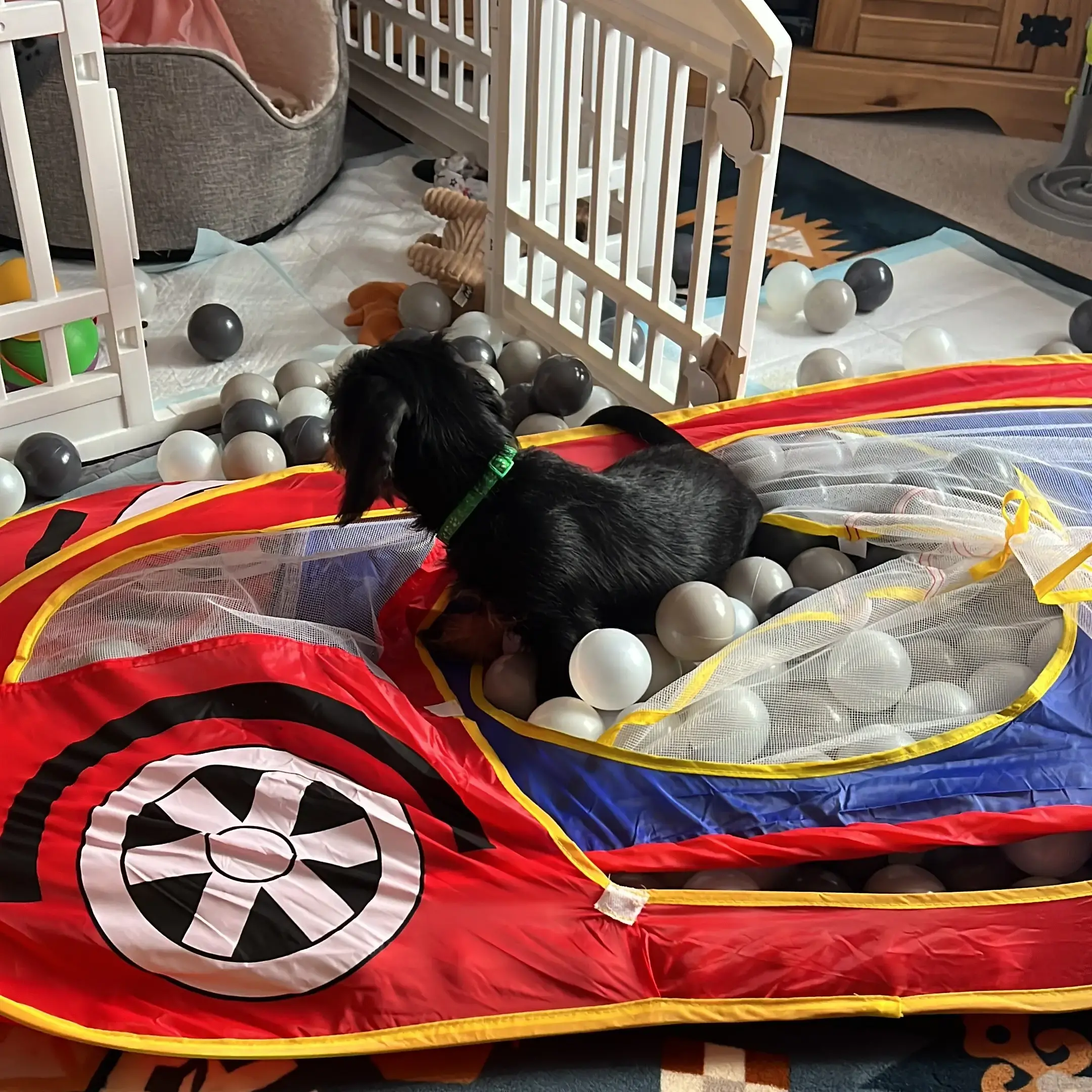 Dachshund (Wire-Haired)